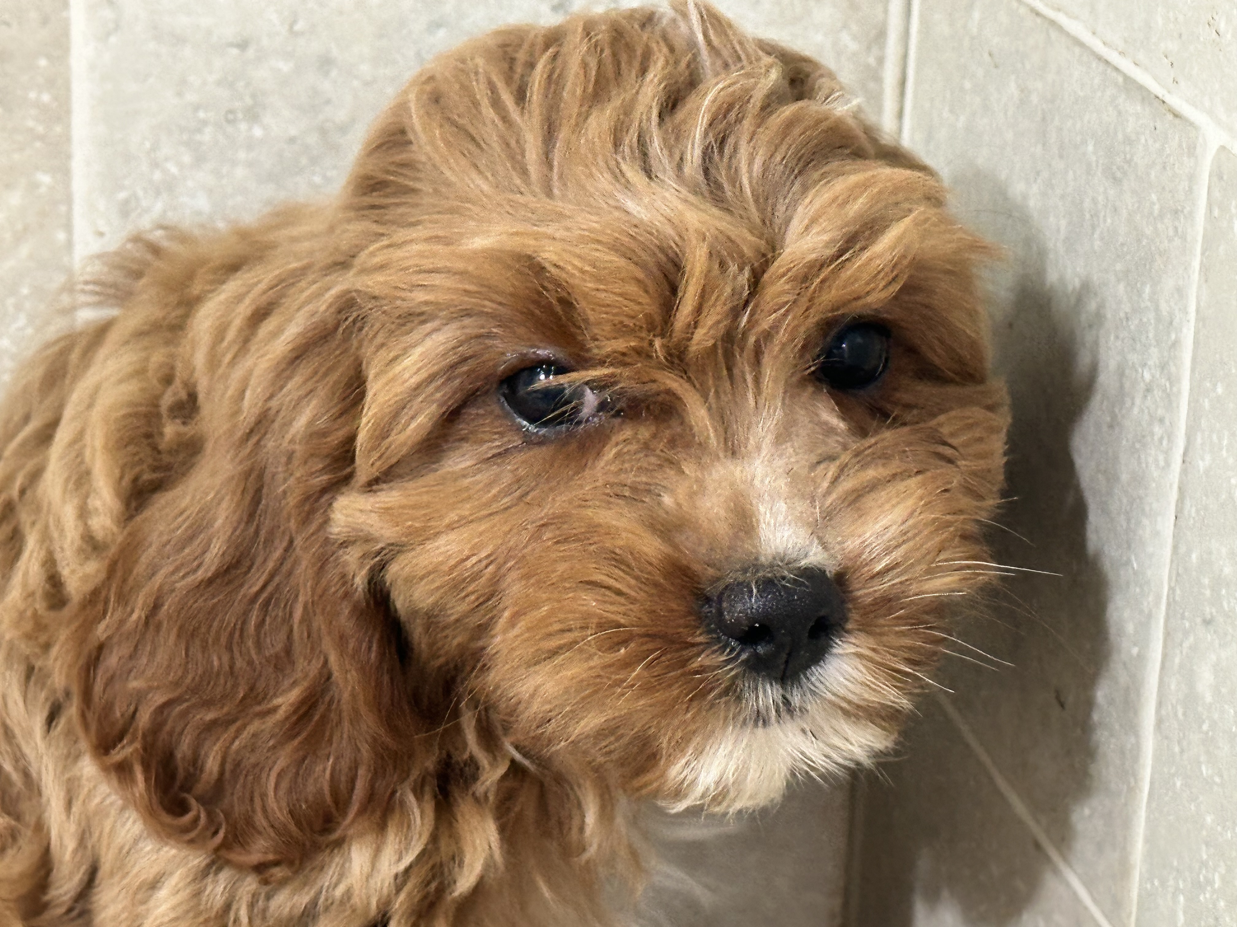 puppy, for, sale, Poodle/Cavalier King, Kimberly  Dildine, dog, breeder, Willow Springs, MO, dog-breeder, puppy-for-sale, forsale, nearby, find, puppyfind, locator, puppylocator, aca