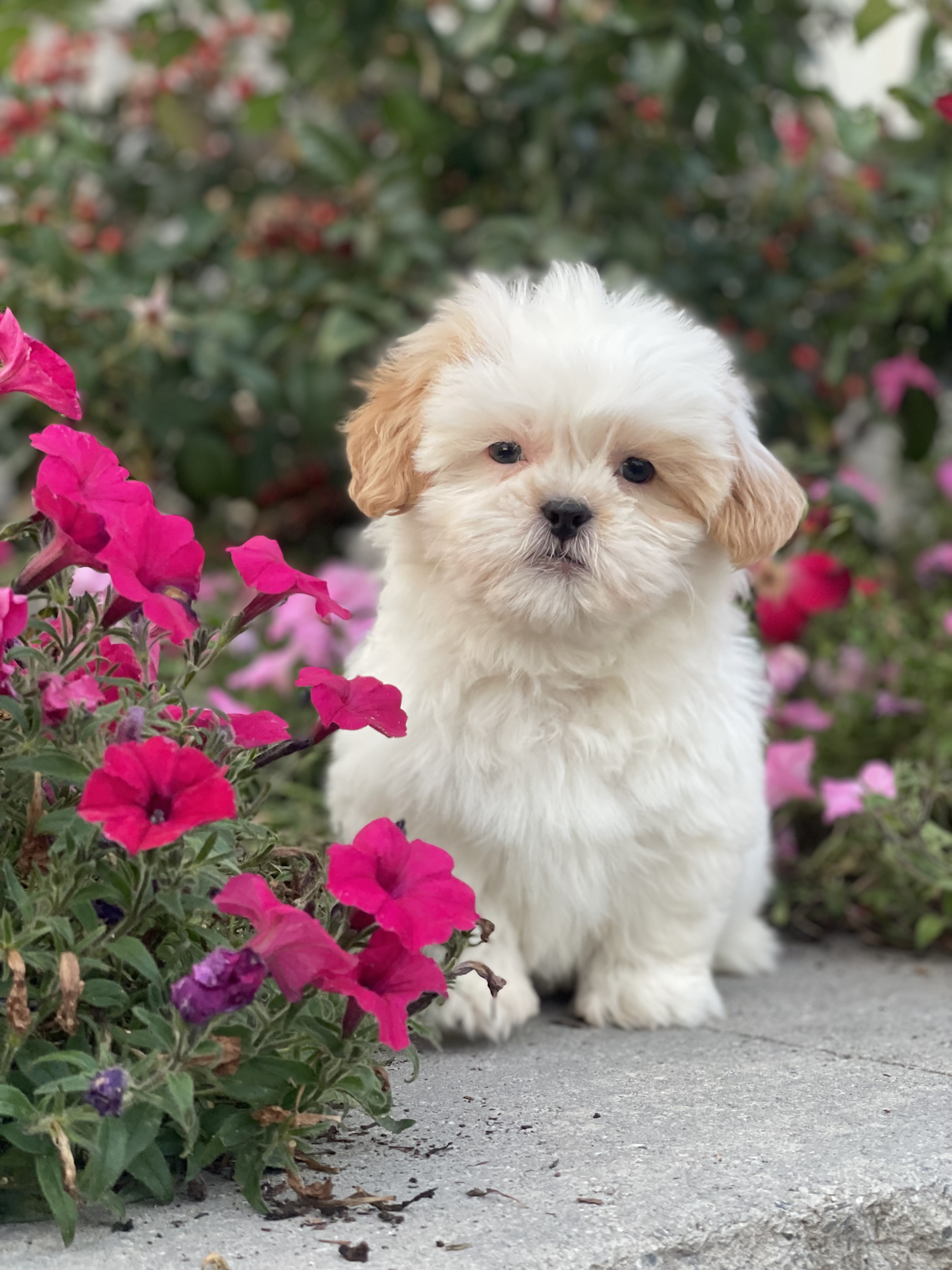 puppy, for, sale, Shih Tzu, Curtis  Martin, dog, breeder, Seneca Falls, NY, dog-breeder, puppy-for-sale, forsale, nearby, find, puppyfind, locator, puppylocator, aca