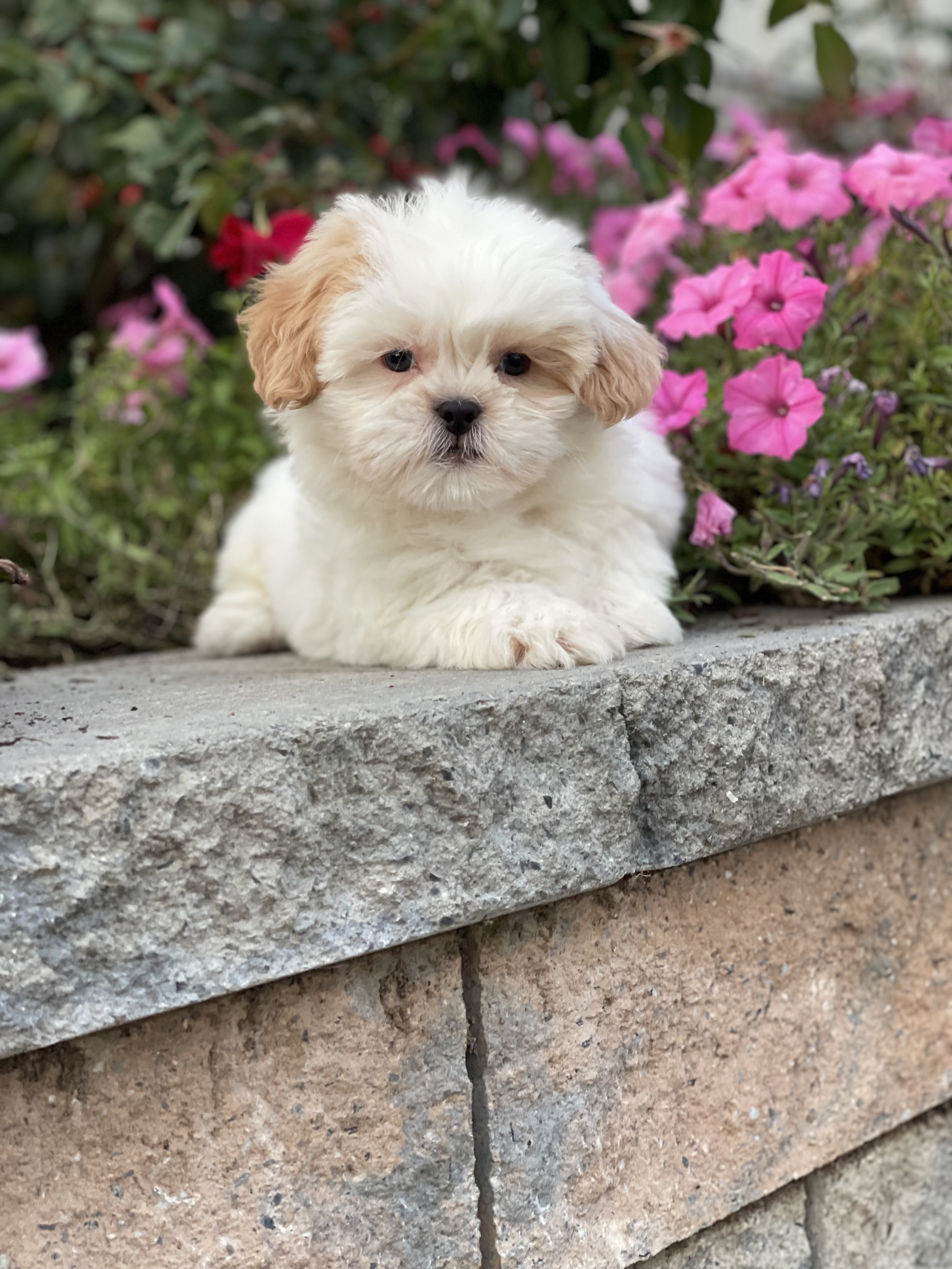 puppy, for, sale, Shih Tzu, Curtis  Martin, dog, breeder, Seneca Falls, NY, dog-breeder, puppy-for-sale, forsale, nearby, find, puppyfind, locator, puppylocator, aca