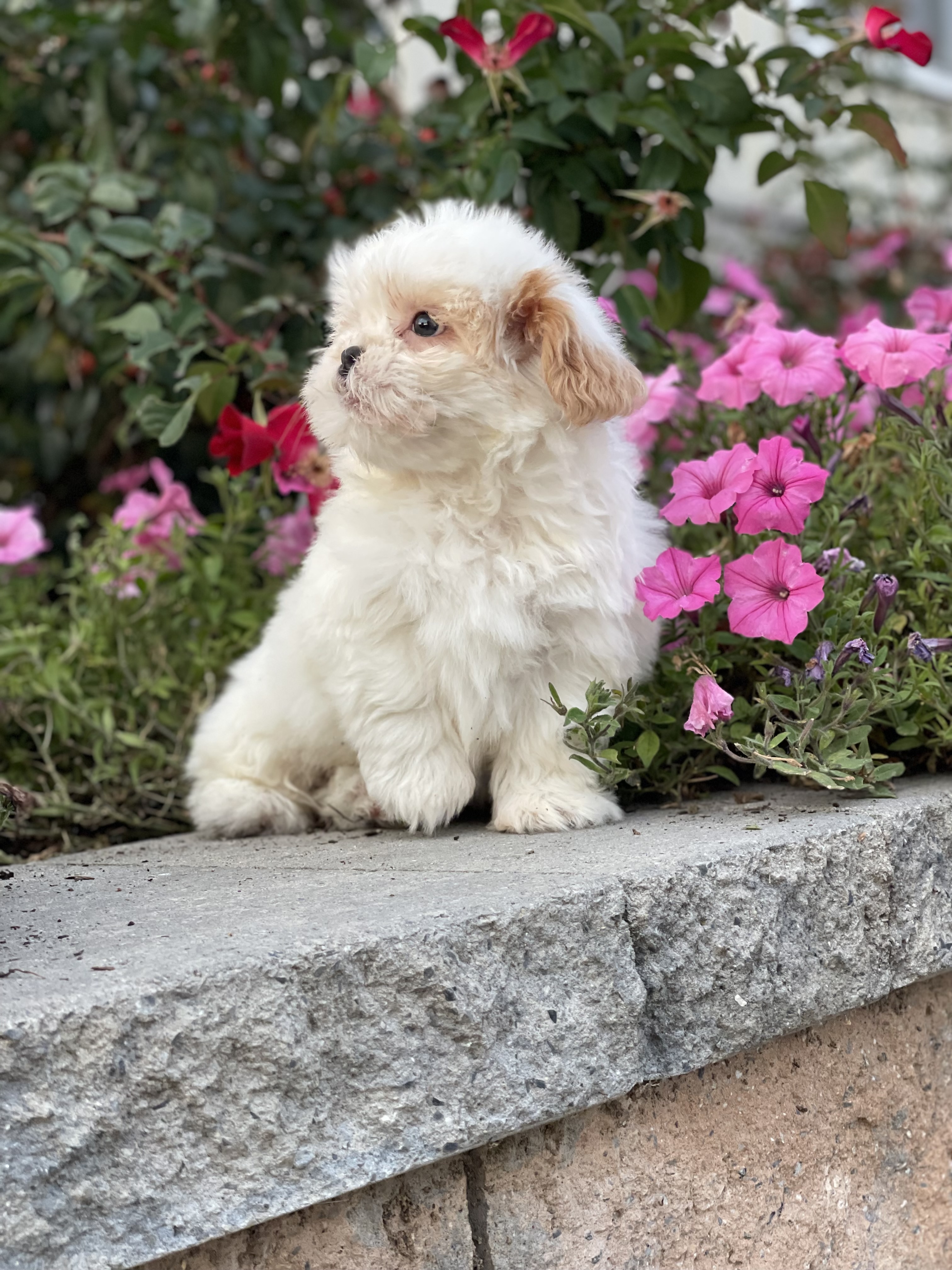 puppy, for, sale, Shih Tzu, Curtis  Martin, dog, breeder, Seneca Falls, NY, dog-breeder, puppy-for-sale, forsale, nearby, find, puppyfind, locator, puppylocator, aca