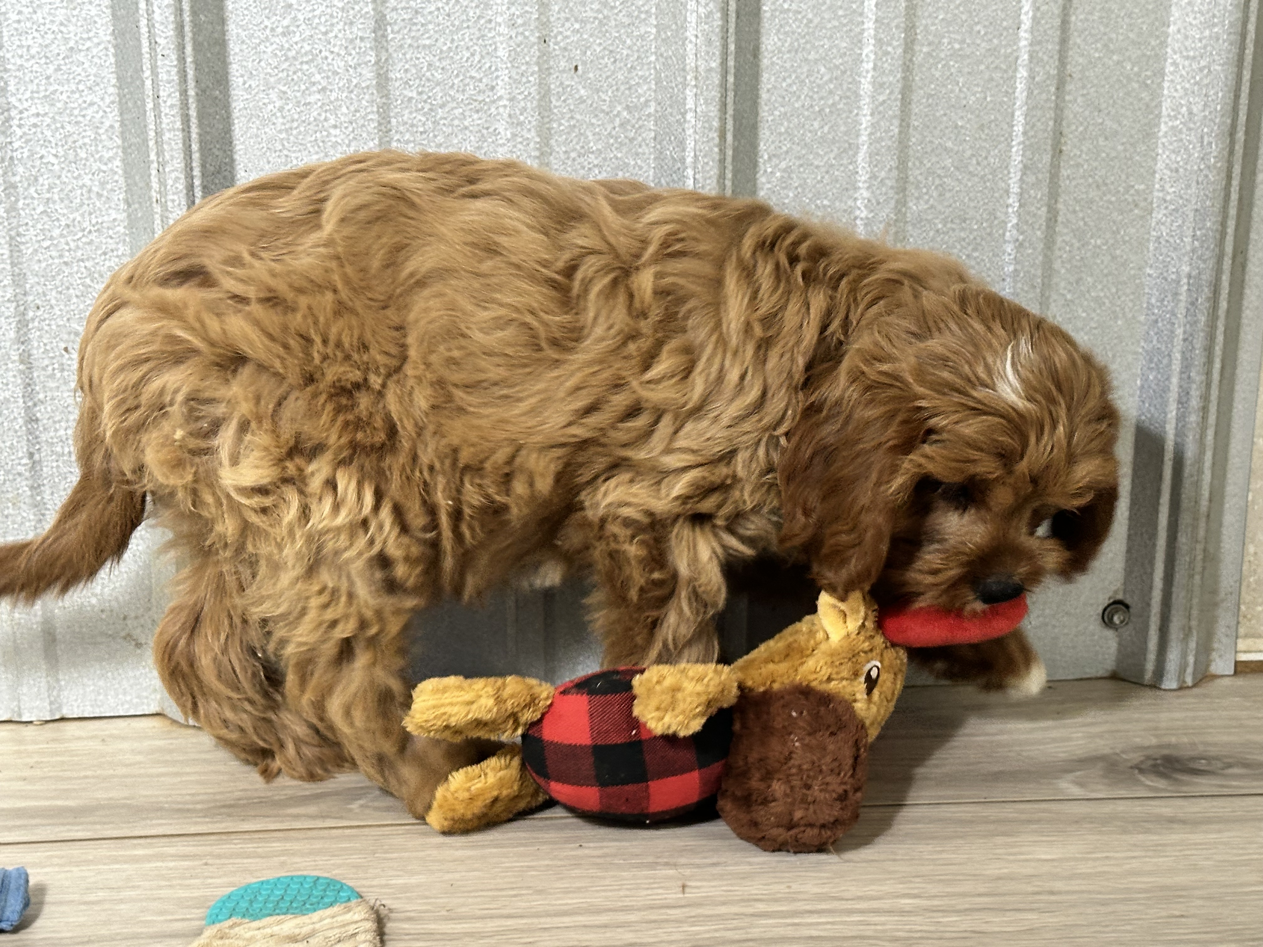 puppy, for, sale, Cavapoo, Kimberly  Dildine, dog, breeder, Willow Springs, MO, dog-breeder, puppy-for-sale, forsale, nearby, find, puppyfind, locator, puppylocator, aca