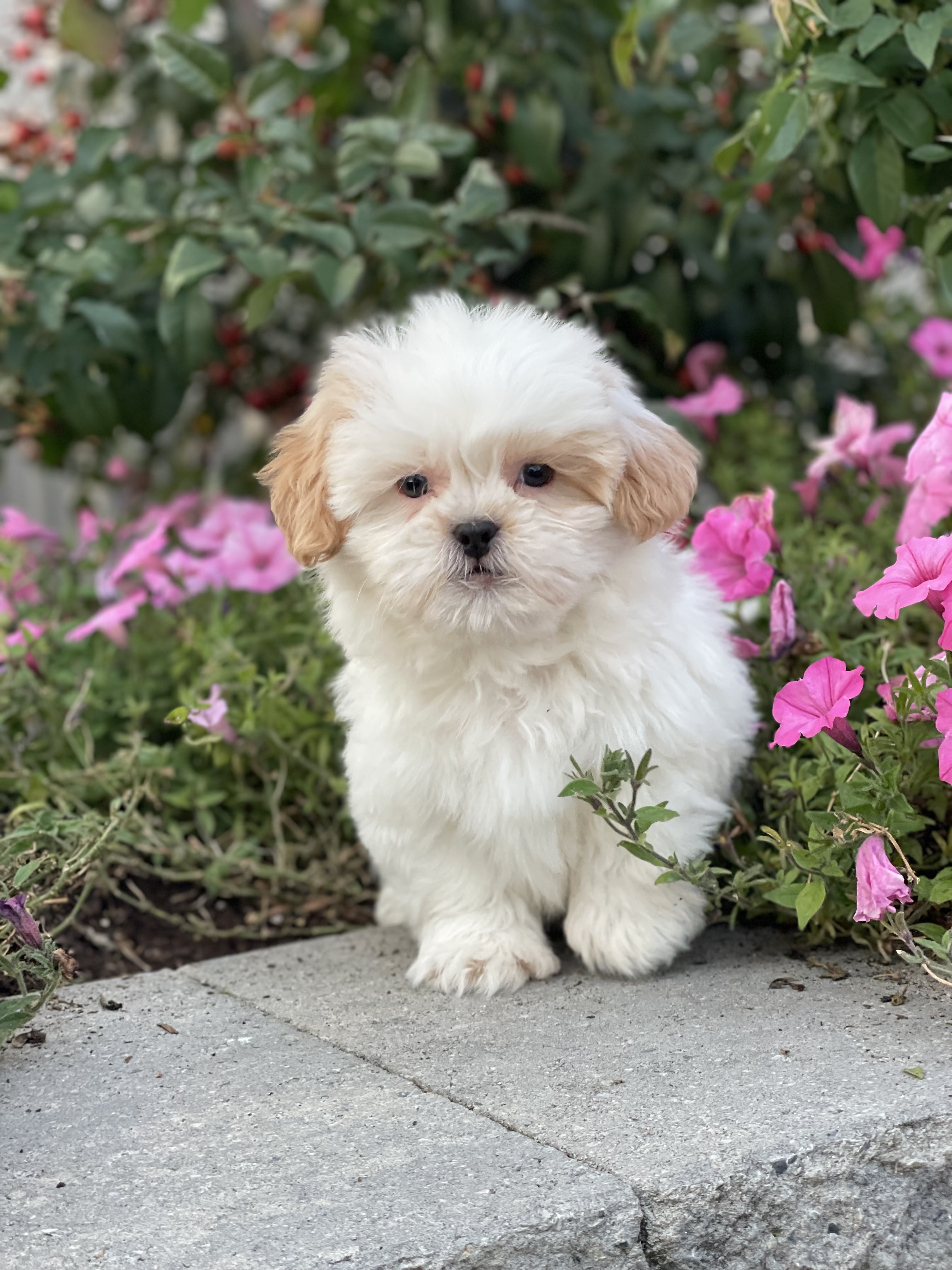 puppy, for, sale, Shih Tzu, Curtis  Martin, dog, breeder, Seneca Falls, NY, dog-breeder, puppy-for-sale, forsale, nearby, find, puppyfind, locator, puppylocator, aca