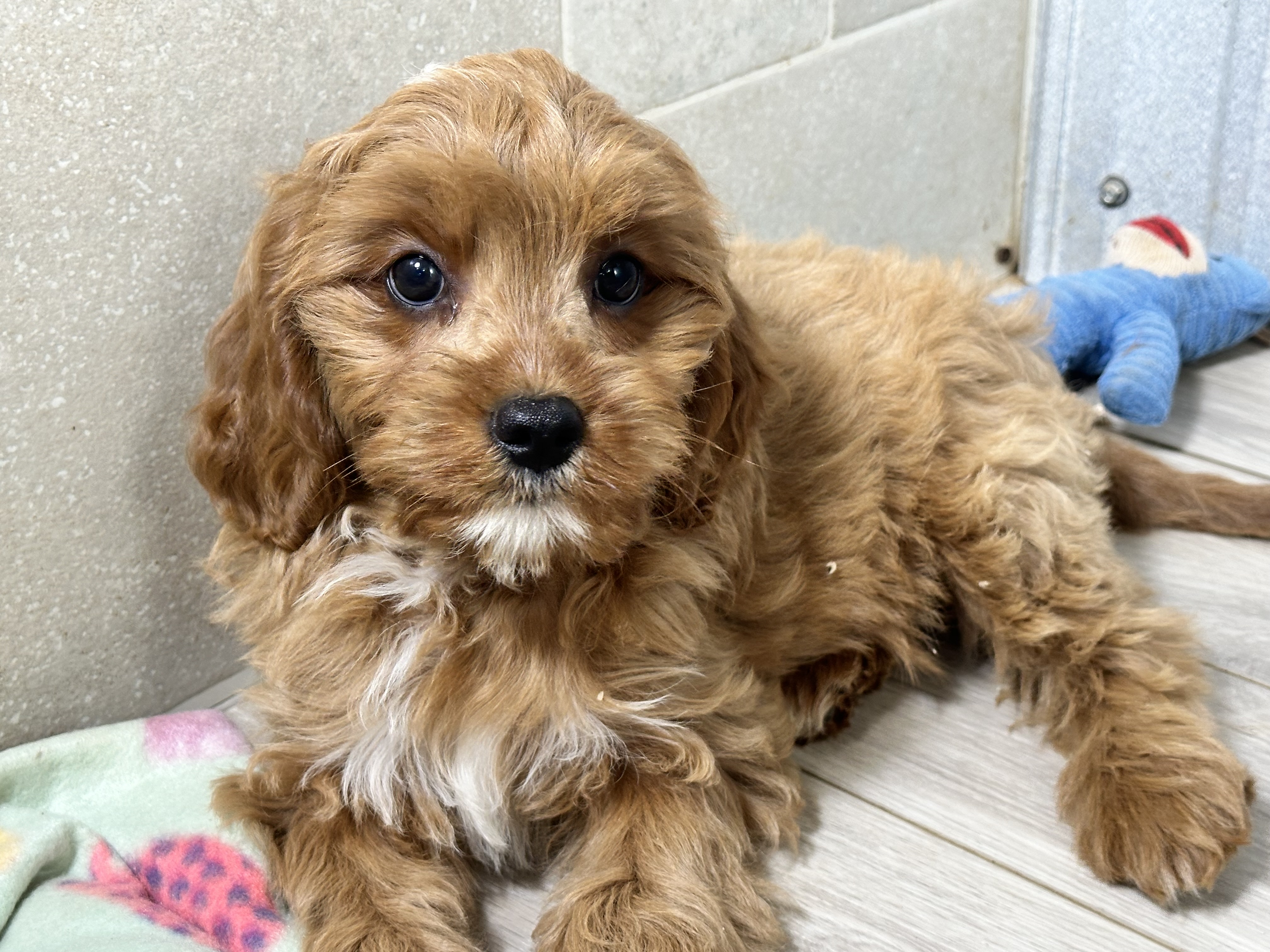 puppy, for, sale, Cavapoo, Kimberly  Dildine, dog, breeder, Willow Springs, MO, dog-breeder, puppy-for-sale, forsale, nearby, find, puppyfind, locator, puppylocator, aca