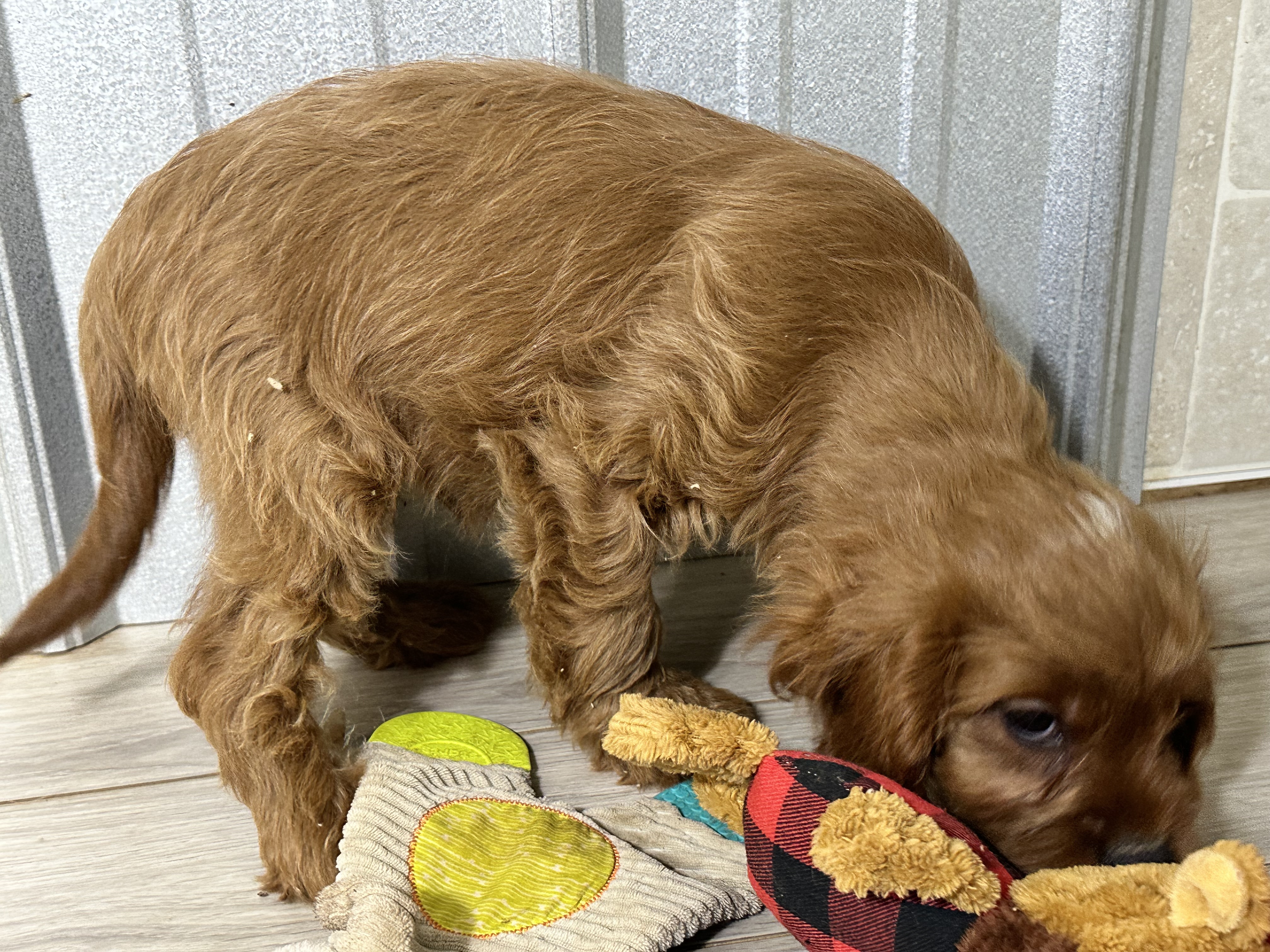 puppy, for, sale, Poodle/Cavalier King, Kimberly  Dildine, dog, breeder, Willow Springs, MO, dog-breeder, puppy-for-sale, forsale, nearby, find, puppyfind, locator, puppylocator, aca