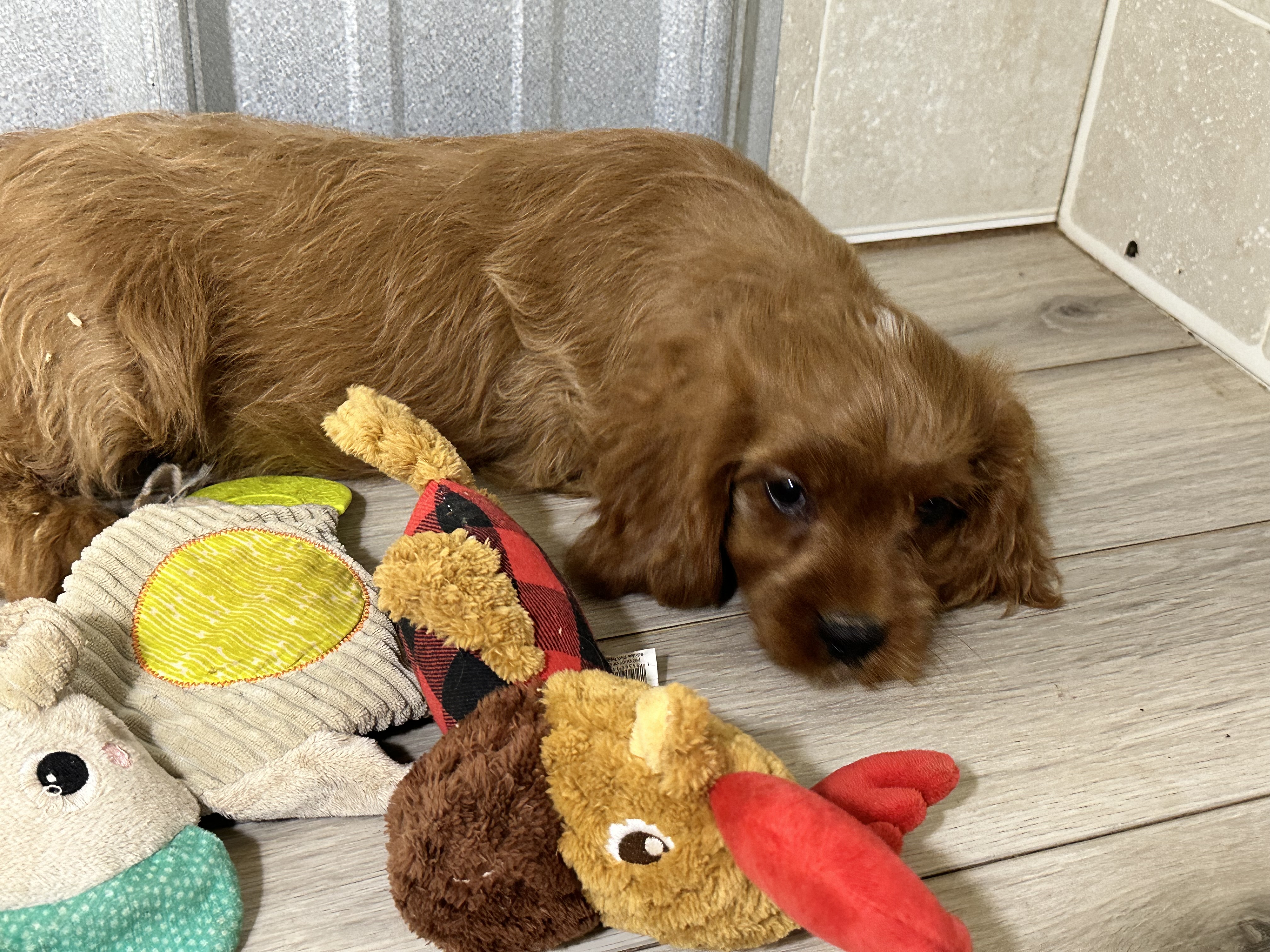 puppy, for, sale, Poodle/Cavalier King, Kimberly  Dildine, dog, breeder, Willow Springs, MO, dog-breeder, puppy-for-sale, forsale, nearby, find, puppyfind, locator, puppylocator, aca