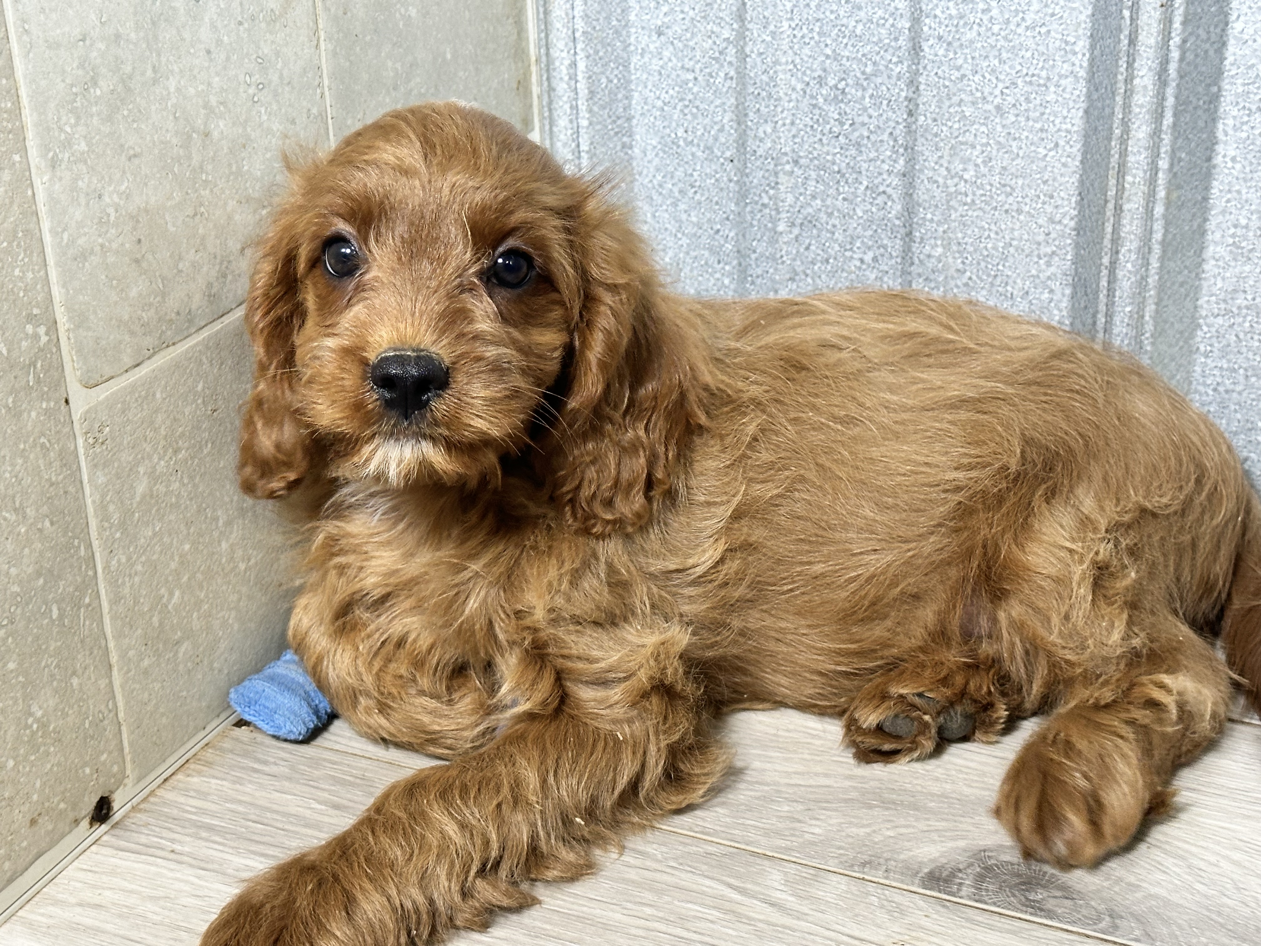 puppy, for, sale, Poodle/Cavalier King, Kimberly  Dildine, dog, breeder, Willow Springs, MO, dog-breeder, puppy-for-sale, forsale, nearby, find, puppyfind, locator, puppylocator, aca