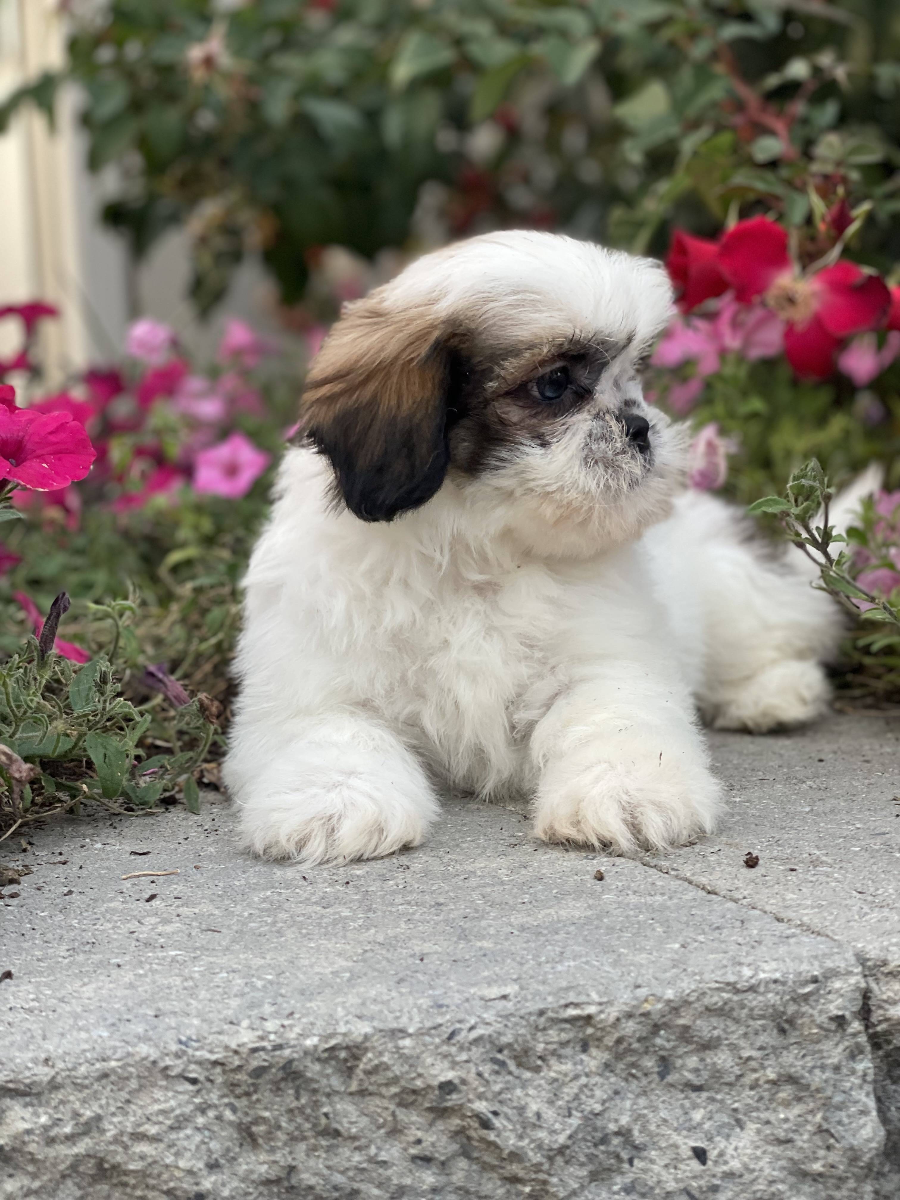 puppy, for, sale, Shih Tzu, Curtis  Martin, dog, breeder, Seneca Falls, NY, dog-breeder, puppy-for-sale, forsale, nearby, find, puppyfind, locator, puppylocator, aca