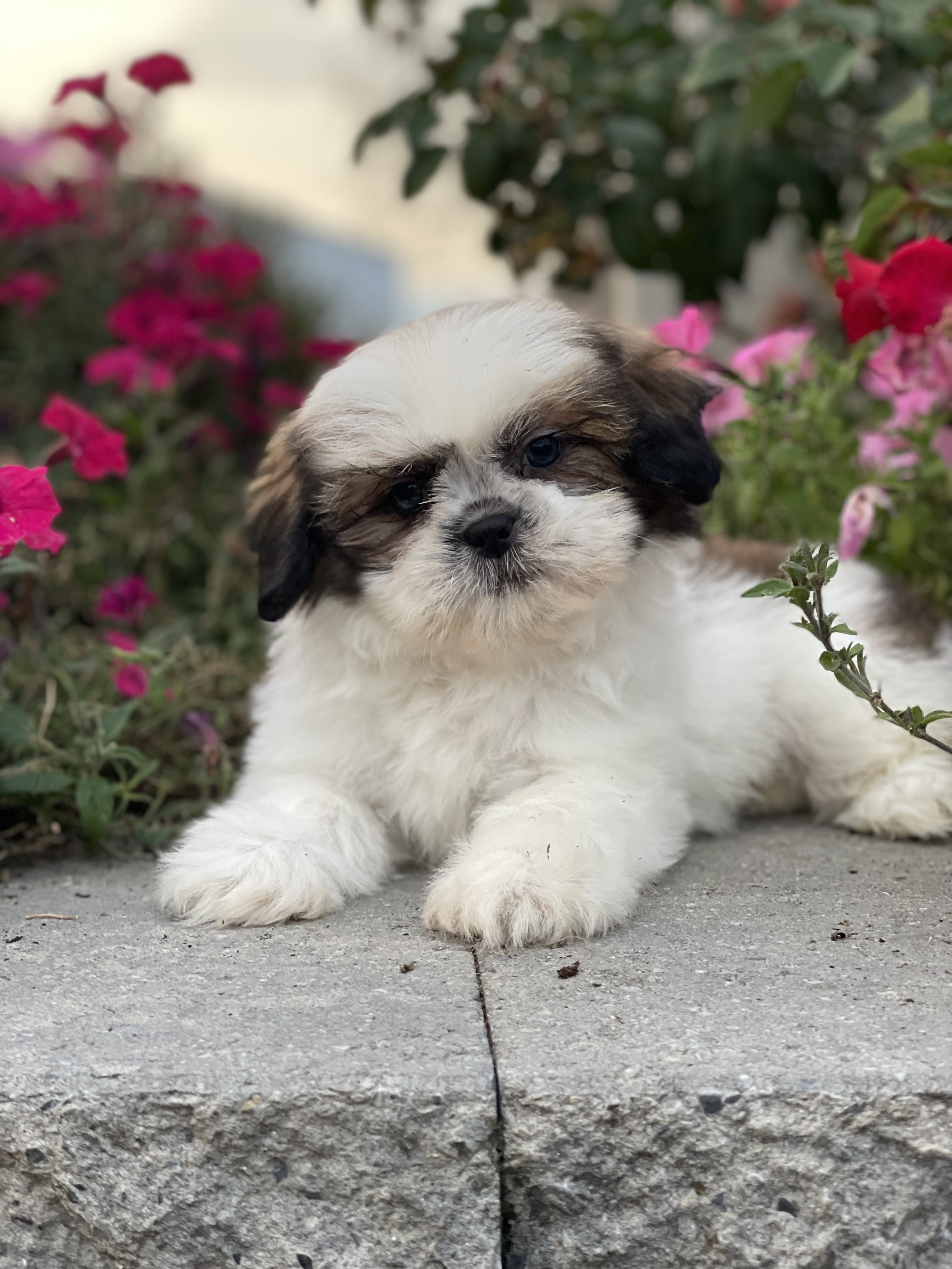 puppy, for, sale, Shih Tzu, Curtis  Martin, dog, breeder, Seneca Falls, NY, dog-breeder, puppy-for-sale, forsale, nearby, find, puppyfind, locator, puppylocator, aca