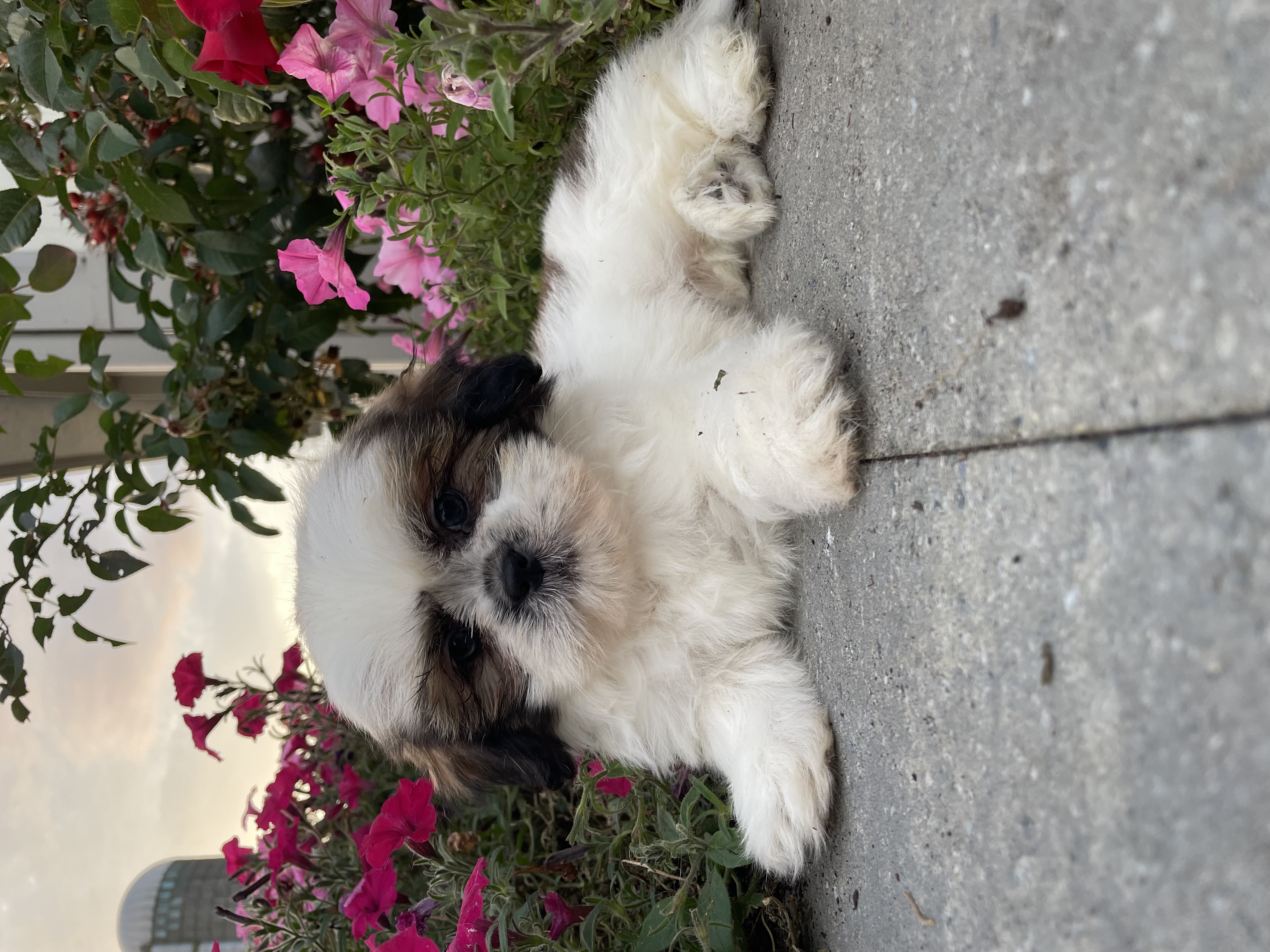 puppy, for, sale, Shih Tzu, Curtis  Martin, dog, breeder, Seneca Falls, NY, dog-breeder, puppy-for-sale, forsale, nearby, find, puppyfind, locator, puppylocator, aca