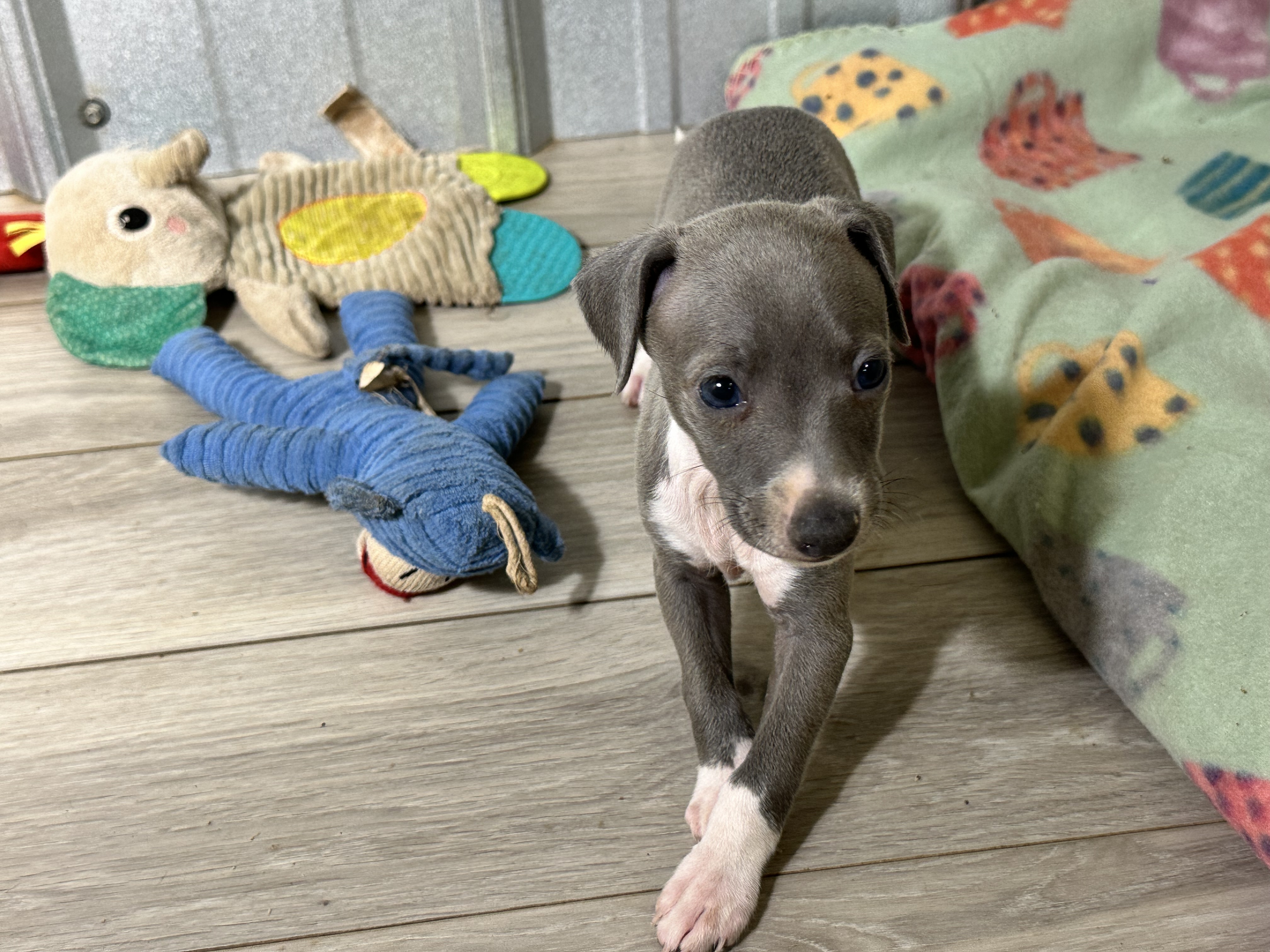 puppy, for, sale, Italian Greyhound, Kimberly  Dildine, dog, breeder, Willow Springs, MO, dog-breeder, puppy-for-sale, forsale, nearby, find, puppyfind, locator, puppylocator, aca