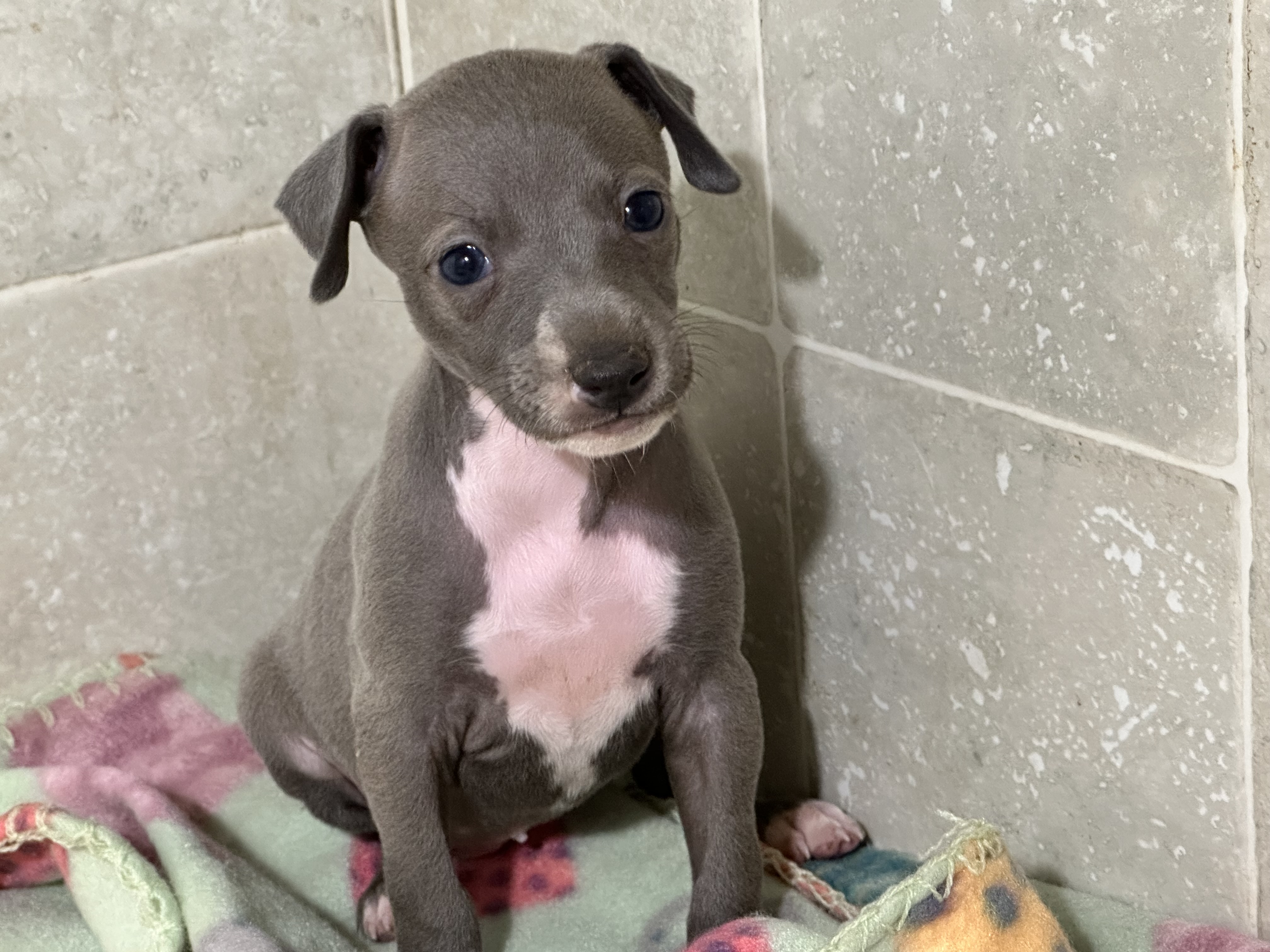 puppy, for, sale, Italian Greyhound, Kimberly  Dildine, dog, breeder, Willow Springs, MO, dog-breeder, puppy-for-sale, forsale, nearby, find, puppyfind, locator, puppylocator, aca