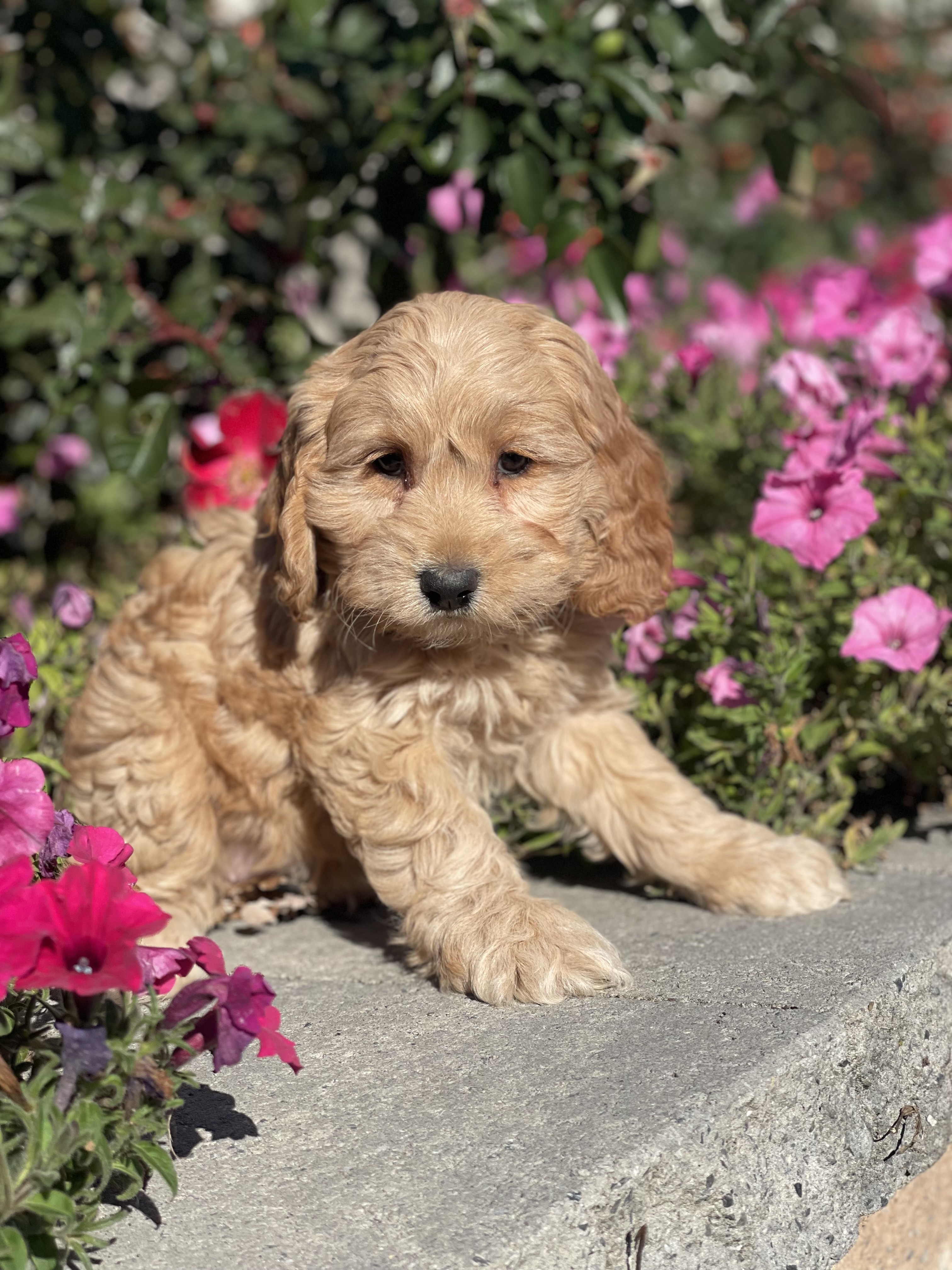 puppy, for, sale, Cockapoo, Curtis  Martin, dog, breeder, Seneca Falls, NY, dog-breeder, puppy-for-sale, forsale, nearby, find, puppyfind, locator, puppylocator, aca