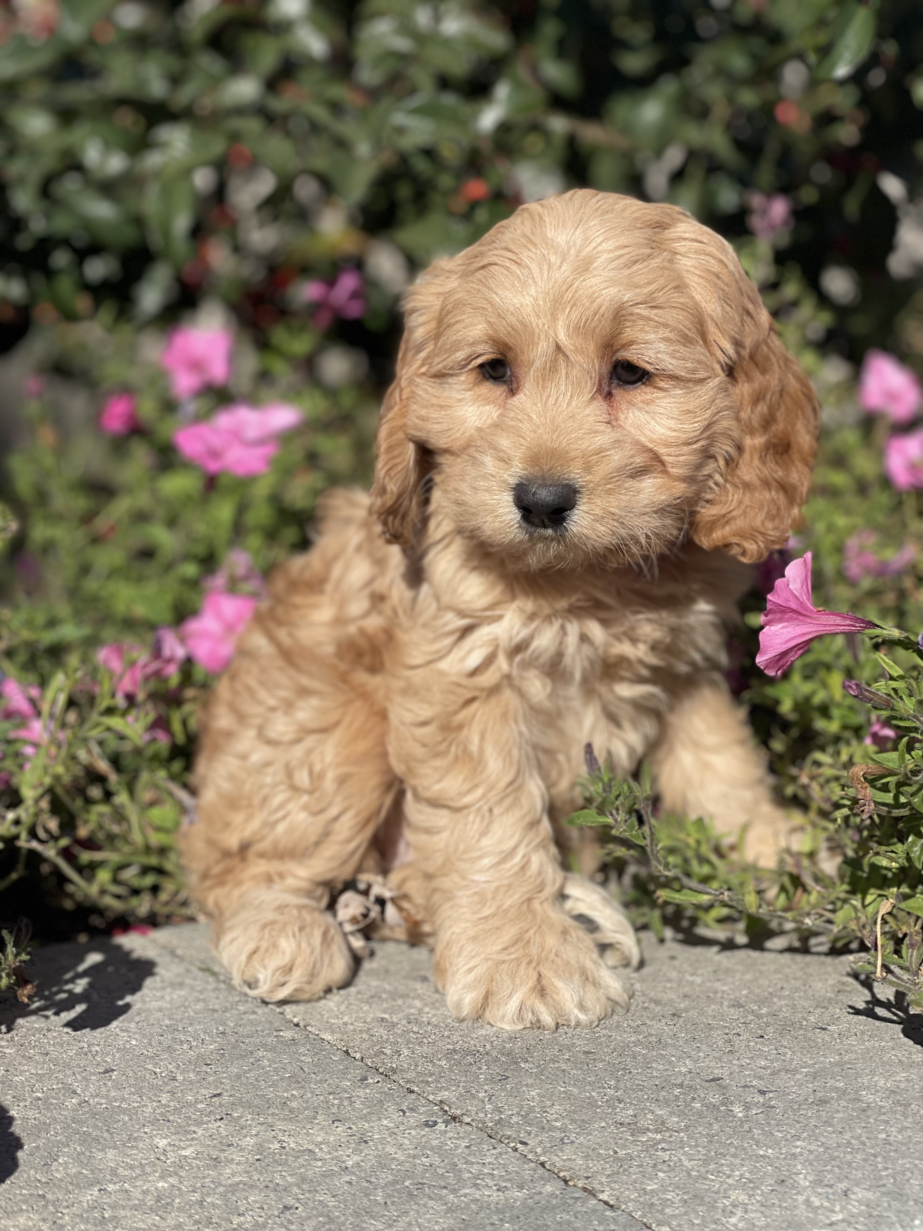 puppy, for, sale, Cockapoo, Curtis  Martin, dog, breeder, Seneca Falls, NY, dog-breeder, puppy-for-sale, forsale, nearby, find, puppyfind, locator, puppylocator, aca