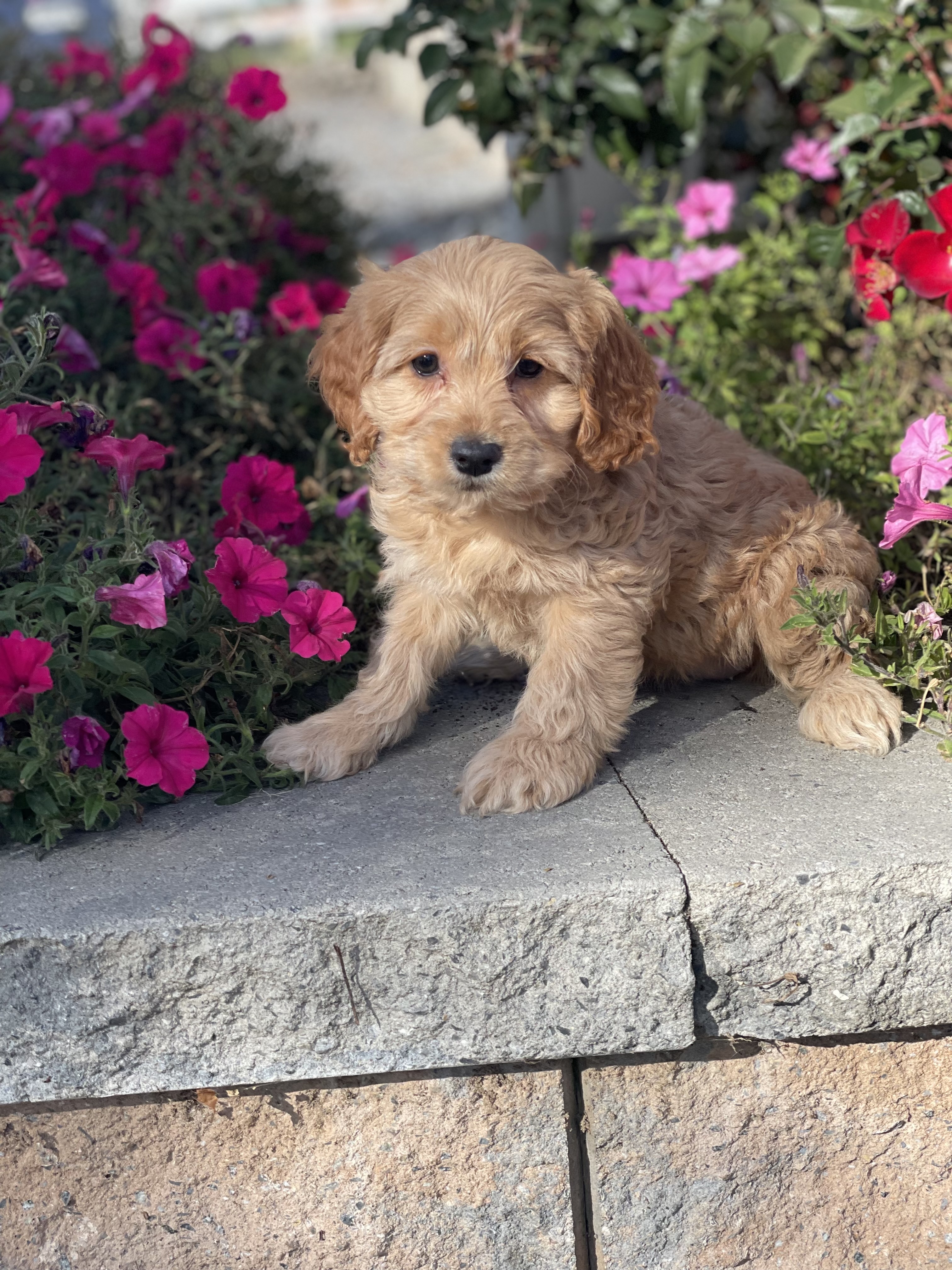 puppy, for, sale, Cockapoo, Curtis  Martin, dog, breeder, Seneca Falls, NY, dog-breeder, puppy-for-sale, forsale, nearby, find, puppyfind, locator, puppylocator, aca