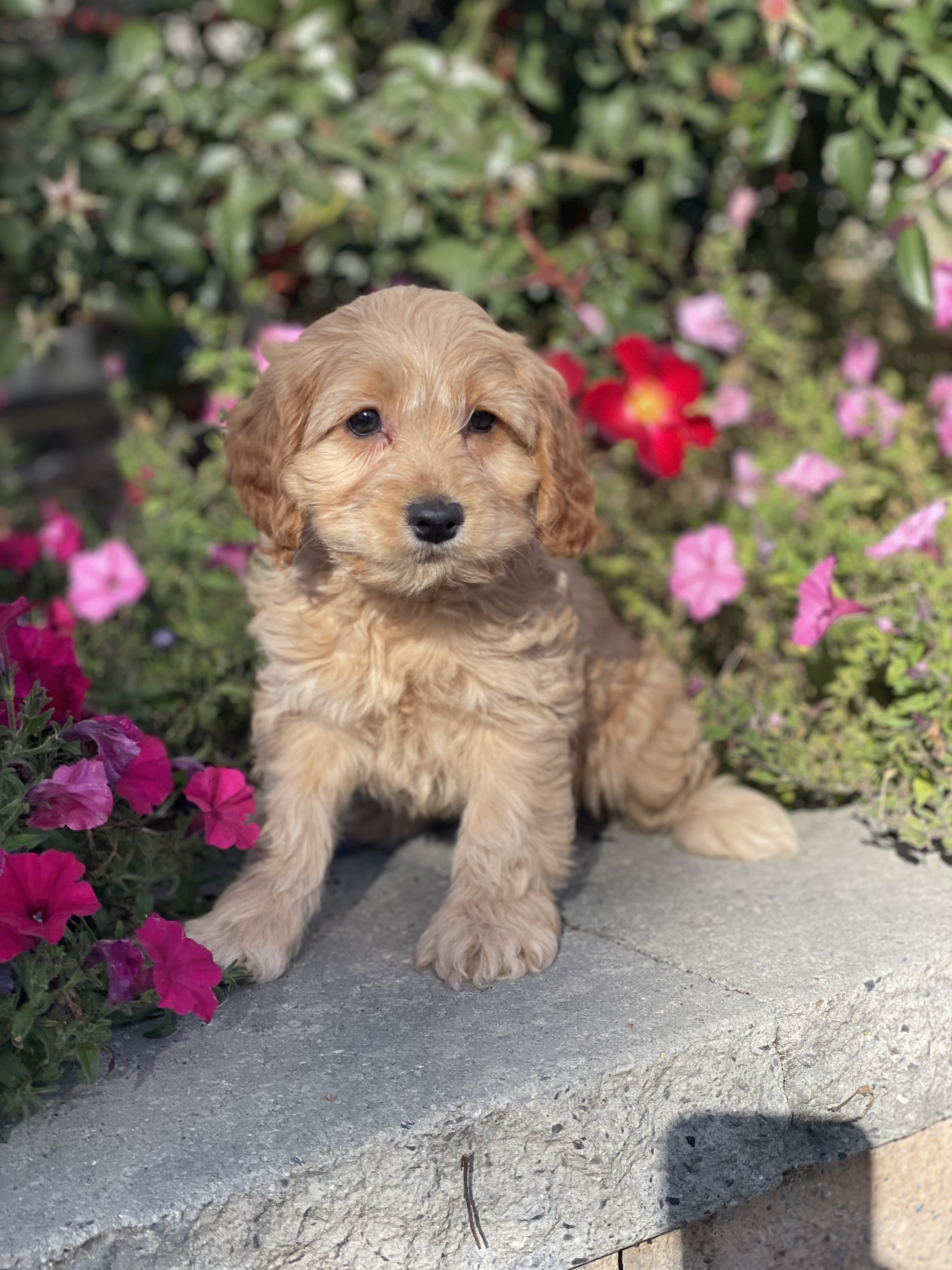 puppy, for, sale, Cockapoo, Curtis  Martin, dog, breeder, Seneca Falls, NY, dog-breeder, puppy-for-sale, forsale, nearby, find, puppyfind, locator, puppylocator, aca