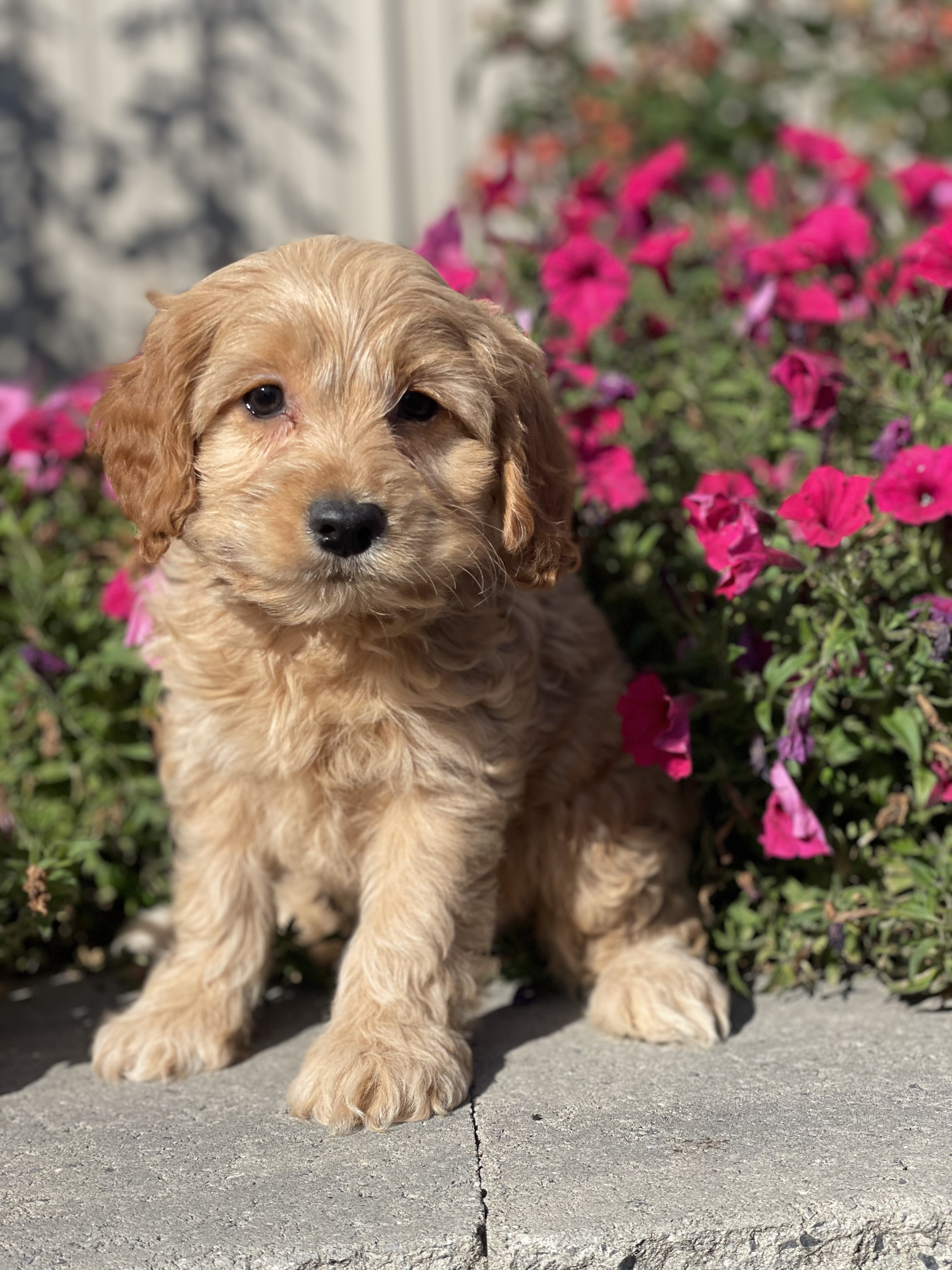 puppy, for, sale, Cockapoo, Curtis  Martin, dog, breeder, Seneca Falls, NY, dog-breeder, puppy-for-sale, forsale, nearby, find, puppyfind, locator, puppylocator, aca