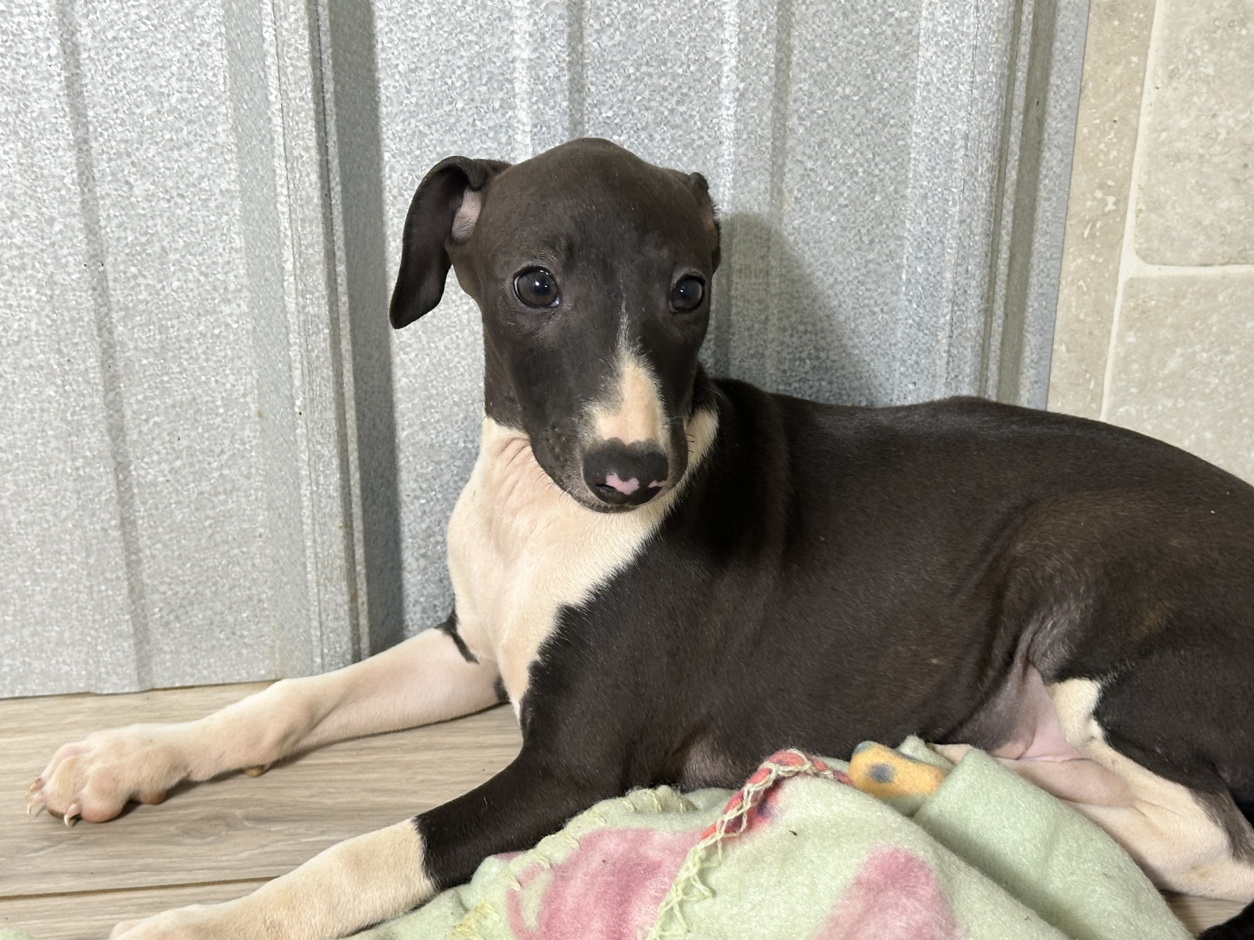 puppy, for, sale, Italian Greyhound, Kimberly  Dildine, dog, breeder, Willow Springs, MO, dog-breeder, puppy-for-sale, forsale, nearby, find, puppyfind, locator, puppylocator, aca