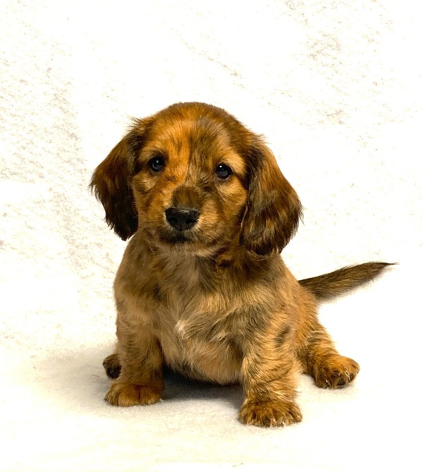 puppy, for, sale, Dachshund,   Little Stream Estates LLC, dog, breeder, Lititz, PA, dog-breeder, puppy-for-sale, forsale, nearby, find, puppyfind, locator, puppylocator, aca