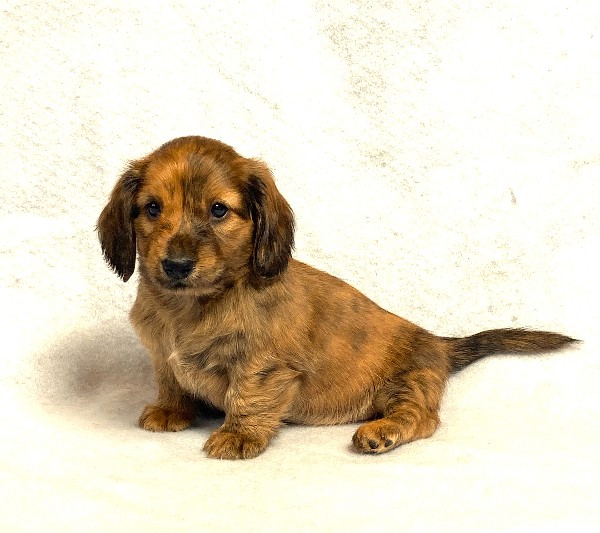 puppy, for, sale, Dachshund,   Little Stream Estates LLC, dog, breeder, Lititz, PA, dog-breeder, puppy-for-sale, forsale, nearby, find, puppyfind, locator, puppylocator, aca