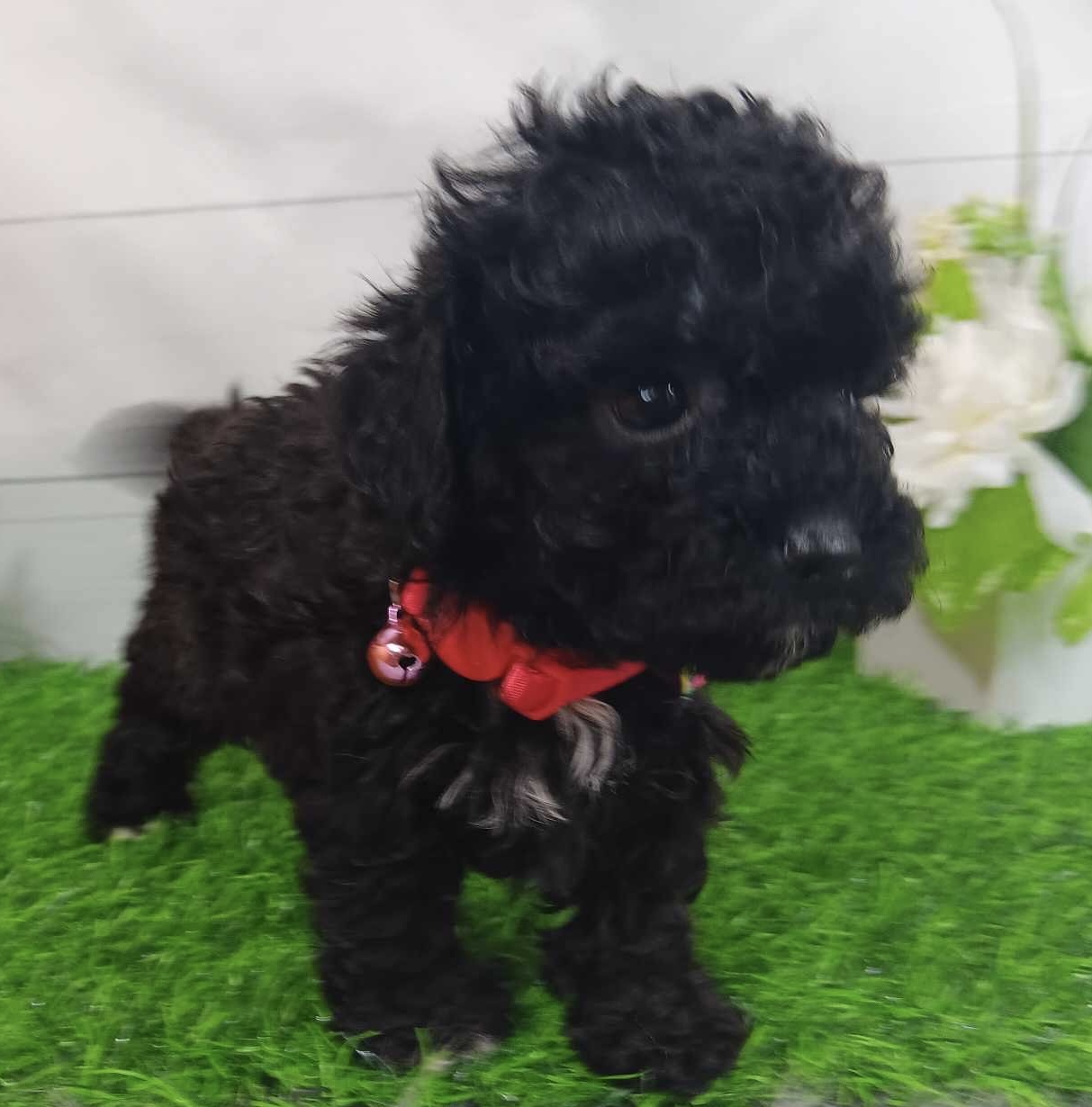 puppy, for, sale, Poodle Toy, Alisa  Breedlove, dog, breeder, Waynesville, MO, dog-breeder, puppy-for-sale, forsale, nearby, find, puppyfind, locator, puppylocator, aca