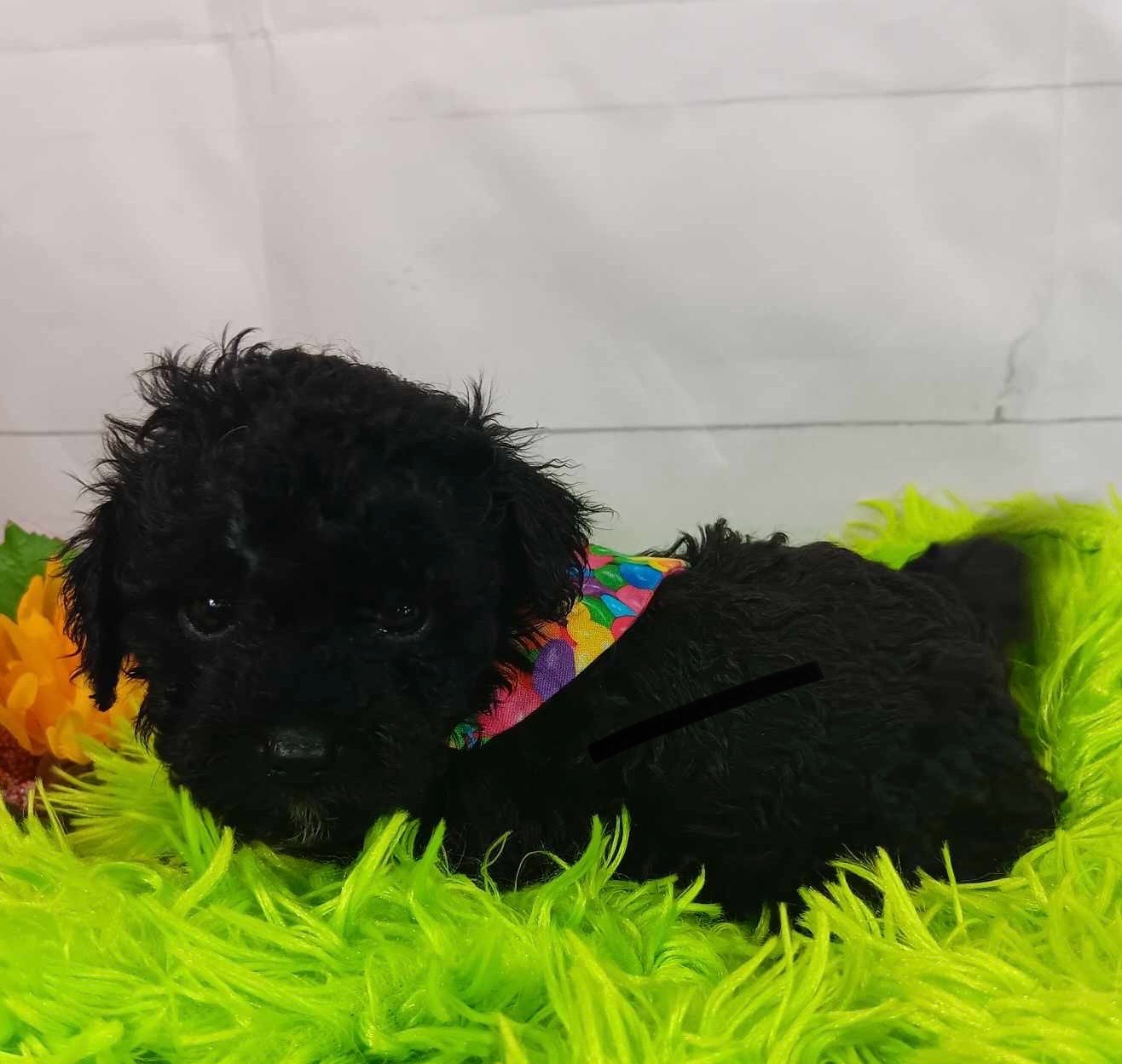 puppy, for, sale, Poodle Toy, Alisa  Breedlove, dog, breeder, Waynesville, MO, dog-breeder, puppy-for-sale, forsale, nearby, find, puppyfind, locator, puppylocator, aca