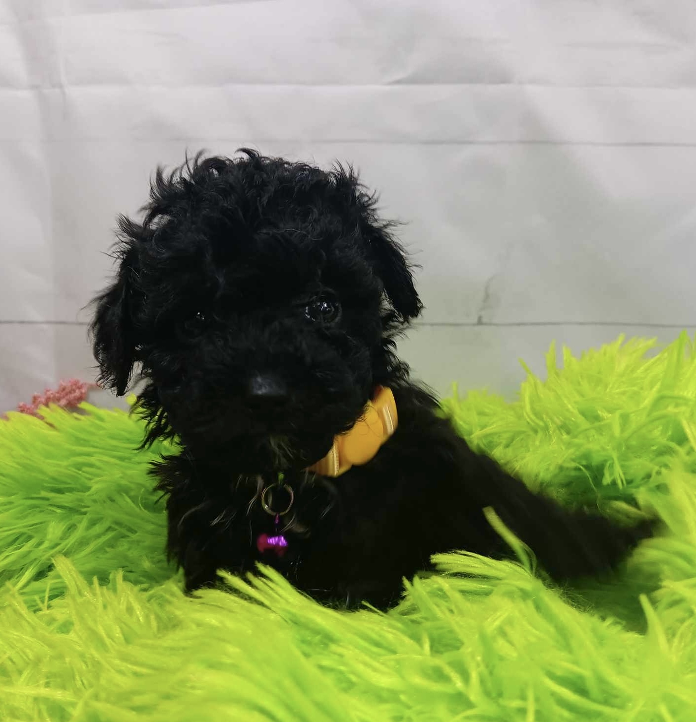 puppy, for, sale, Poodle Toy, Alisa  Breedlove, dog, breeder, Waynesville, MO, dog-breeder, puppy-for-sale, forsale, nearby, find, puppyfind, locator, puppylocator, aca