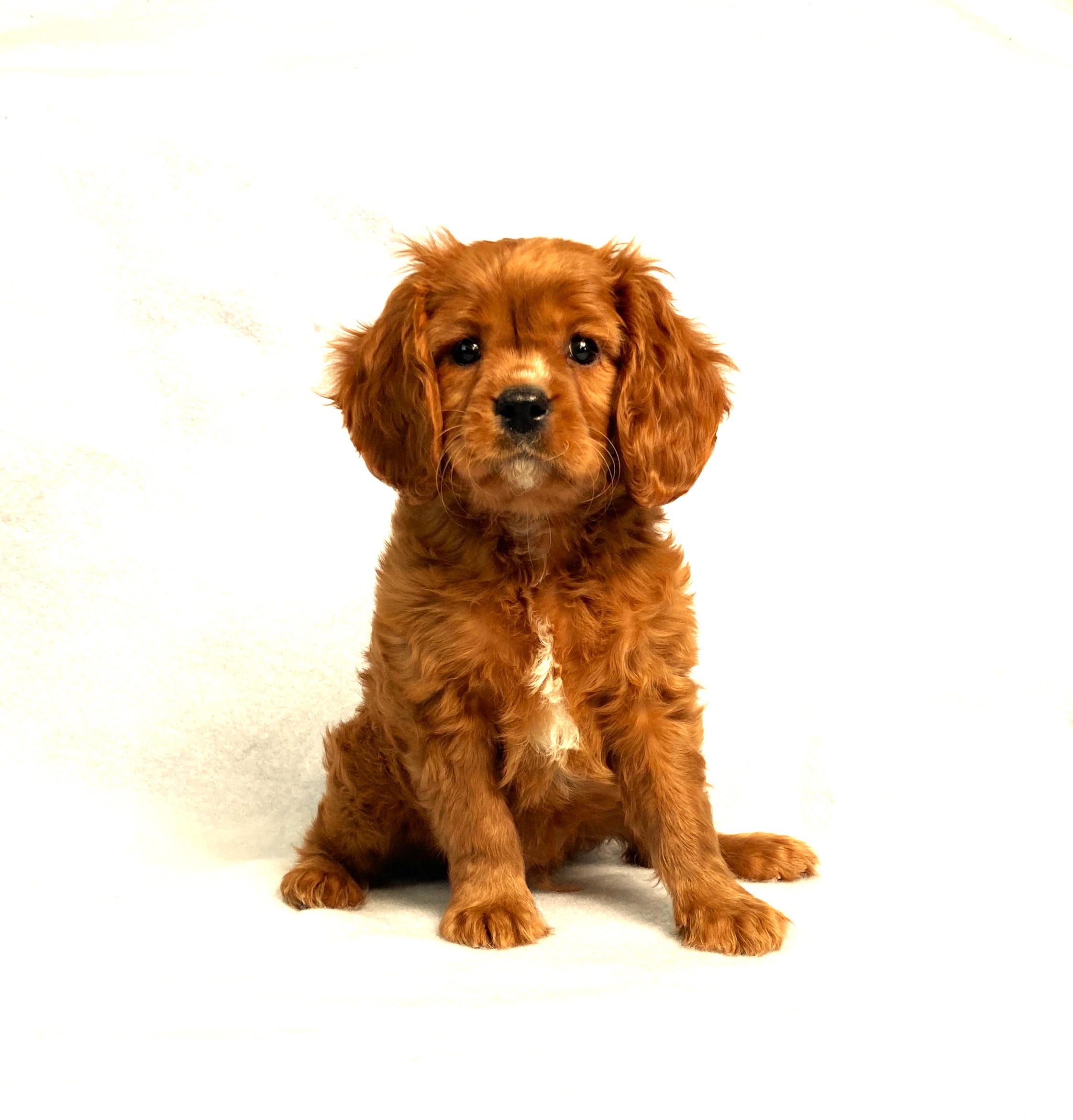 puppy, for, sale, Cavalier King Charles Spaniel,   Little Stream Estates LLC, dog, breeder, Lititz, PA, dog-breeder, puppy-for-sale, forsale, nearby, find, puppyfind, locator, puppylocator, aca