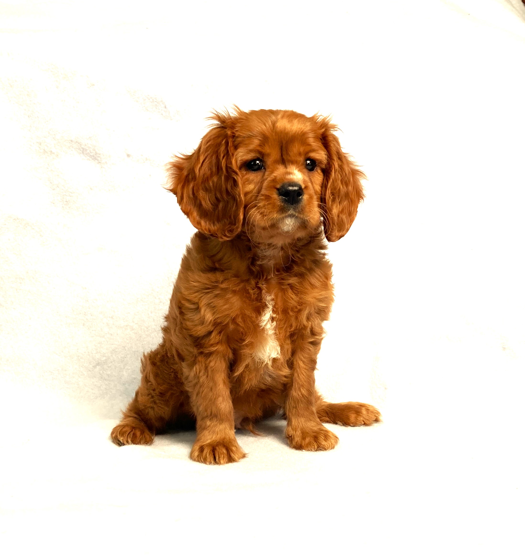 puppy, for, sale, Cavalier King Charles Spaniel,   Little Stream Estates LLC, dog, breeder, Lititz, PA, dog-breeder, puppy-for-sale, forsale, nearby, find, puppyfind, locator, puppylocator, aca