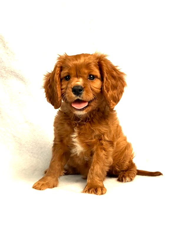 puppy, for, sale, Cavalier King Charles Spaniel,   Little Stream Estates LLC, dog, breeder, Lititz, PA, dog-breeder, puppy-for-sale, forsale, nearby, find, puppyfind, locator, puppylocator, aca