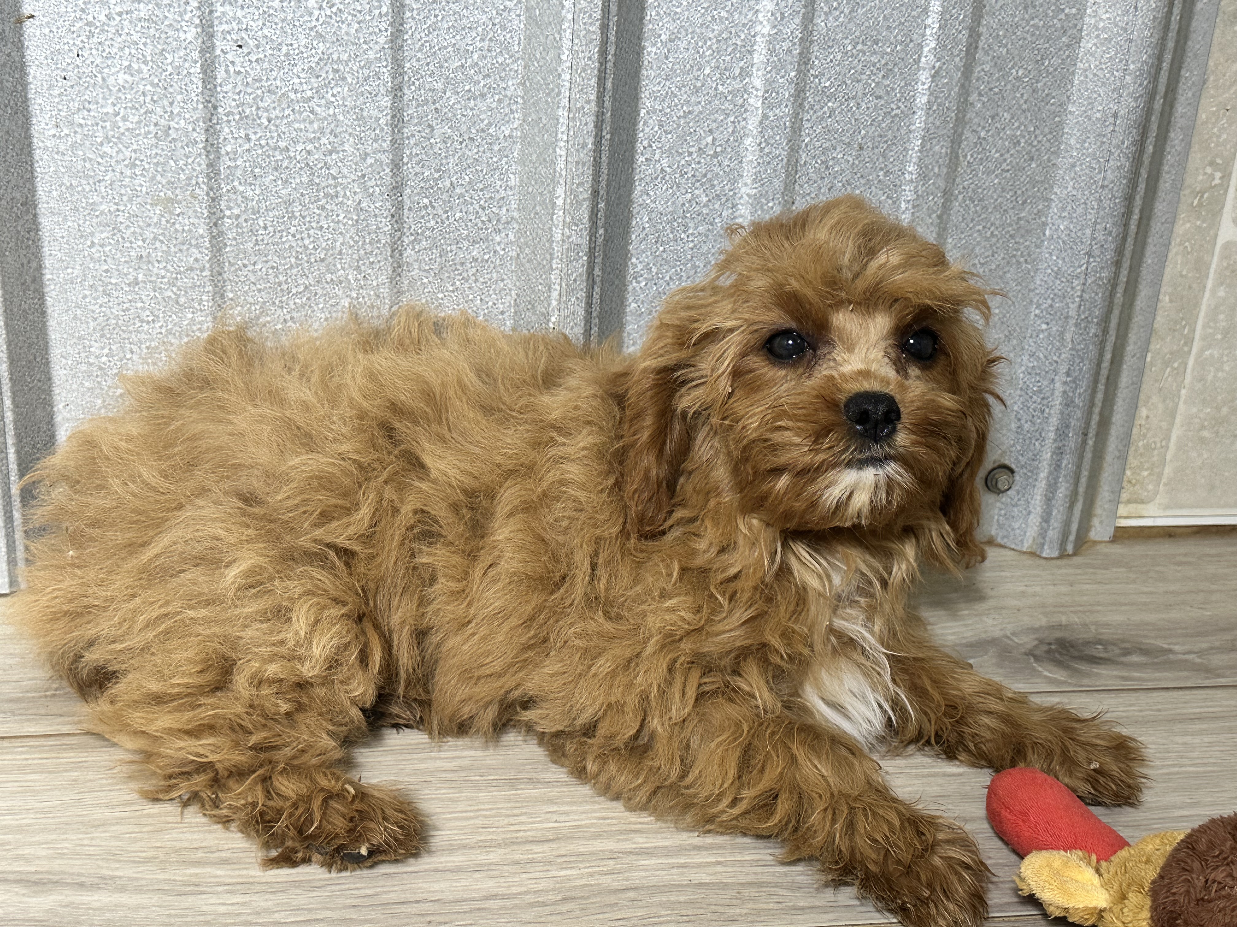 puppy, for, sale, Poodle/Cavalier King, Kimberly  Dildine, dog, breeder, Willow Springs, MO, dog-breeder, puppy-for-sale, forsale, nearby, find, puppyfind, locator, puppylocator, aca