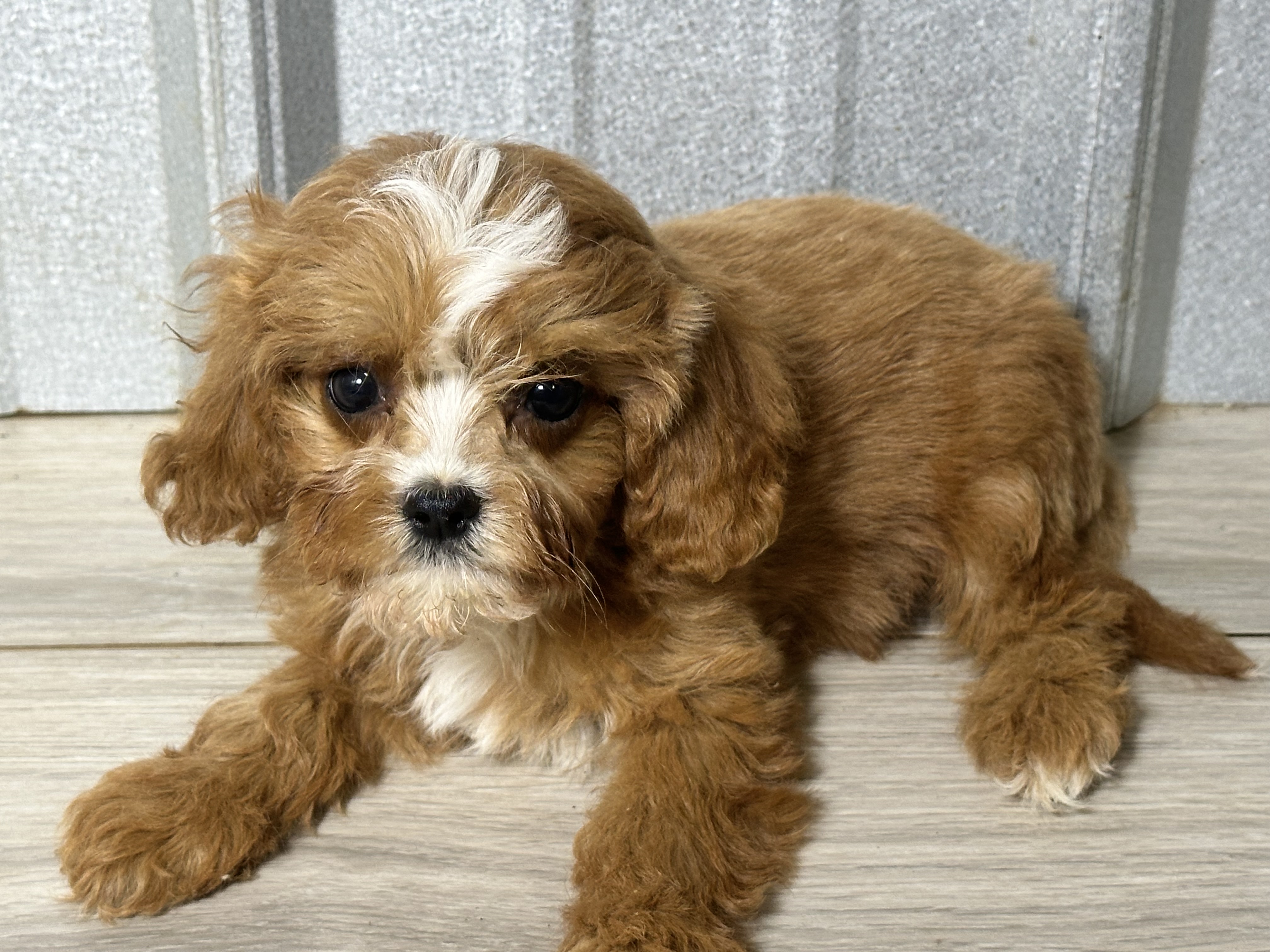 puppy, for, sale, Cavapoo, Kimberly  Dildine, dog, breeder, Willow Springs, MO, dog-breeder, puppy-for-sale, forsale, nearby, find, puppyfind, locator, puppylocator, aca