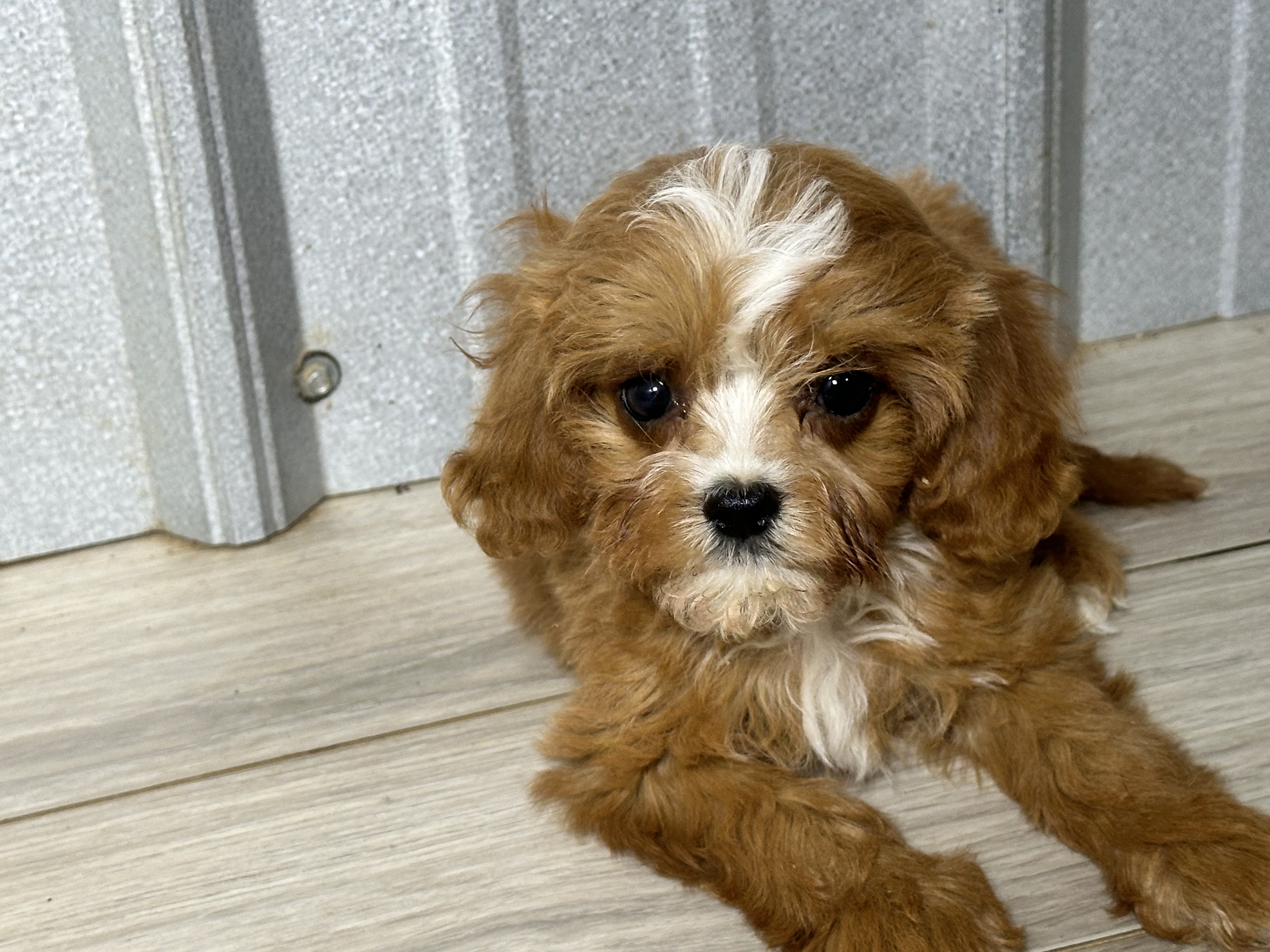 puppy, for, sale, Cavapoo, Kimberly  Dildine, dog, breeder, Willow Springs, MO, dog-breeder, puppy-for-sale, forsale, nearby, find, puppyfind, locator, puppylocator, aca