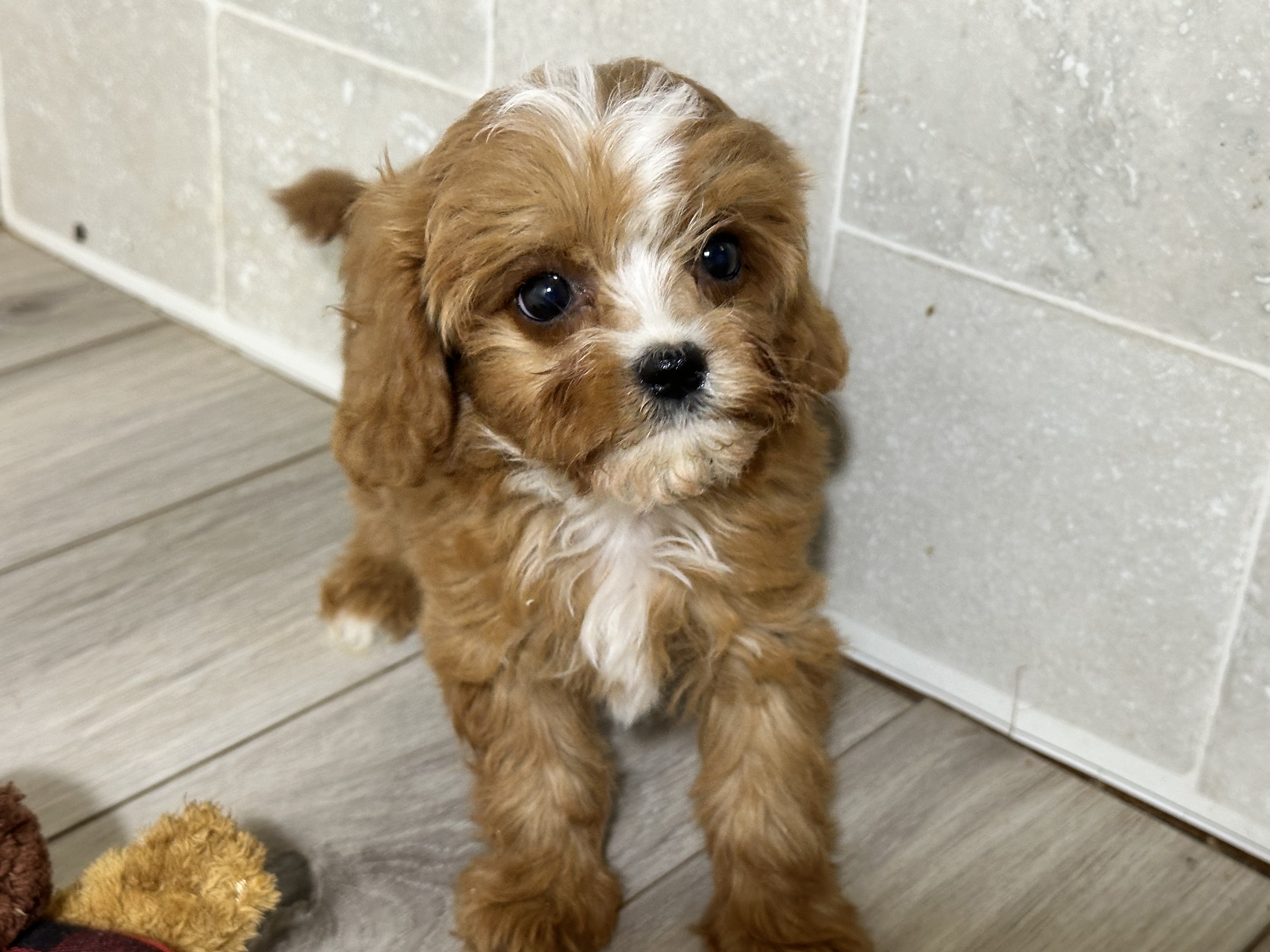 puppy, for, sale, Cavapoo, Kimberly  Dildine, dog, breeder, Willow Springs, MO, dog-breeder, puppy-for-sale, forsale, nearby, find, puppyfind, locator, puppylocator, aca