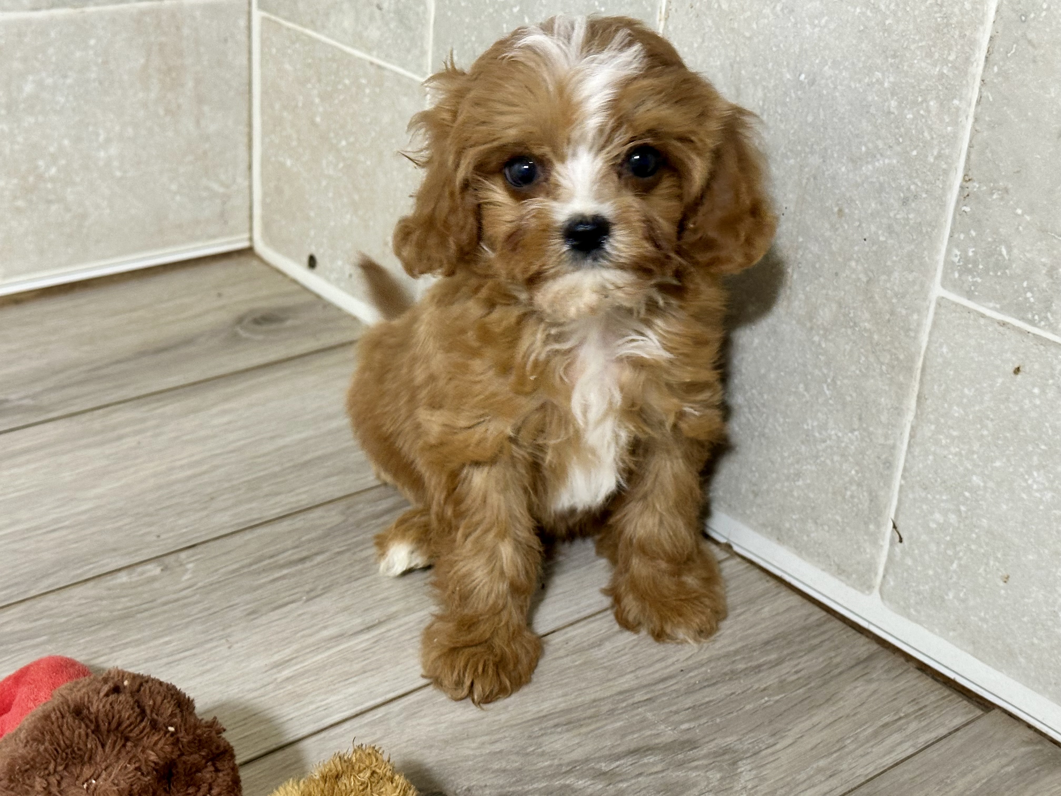 puppy, for, sale, Cavapoo, Kimberly  Dildine, dog, breeder, Willow Springs, MO, dog-breeder, puppy-for-sale, forsale, nearby, find, puppyfind, locator, puppylocator, aca