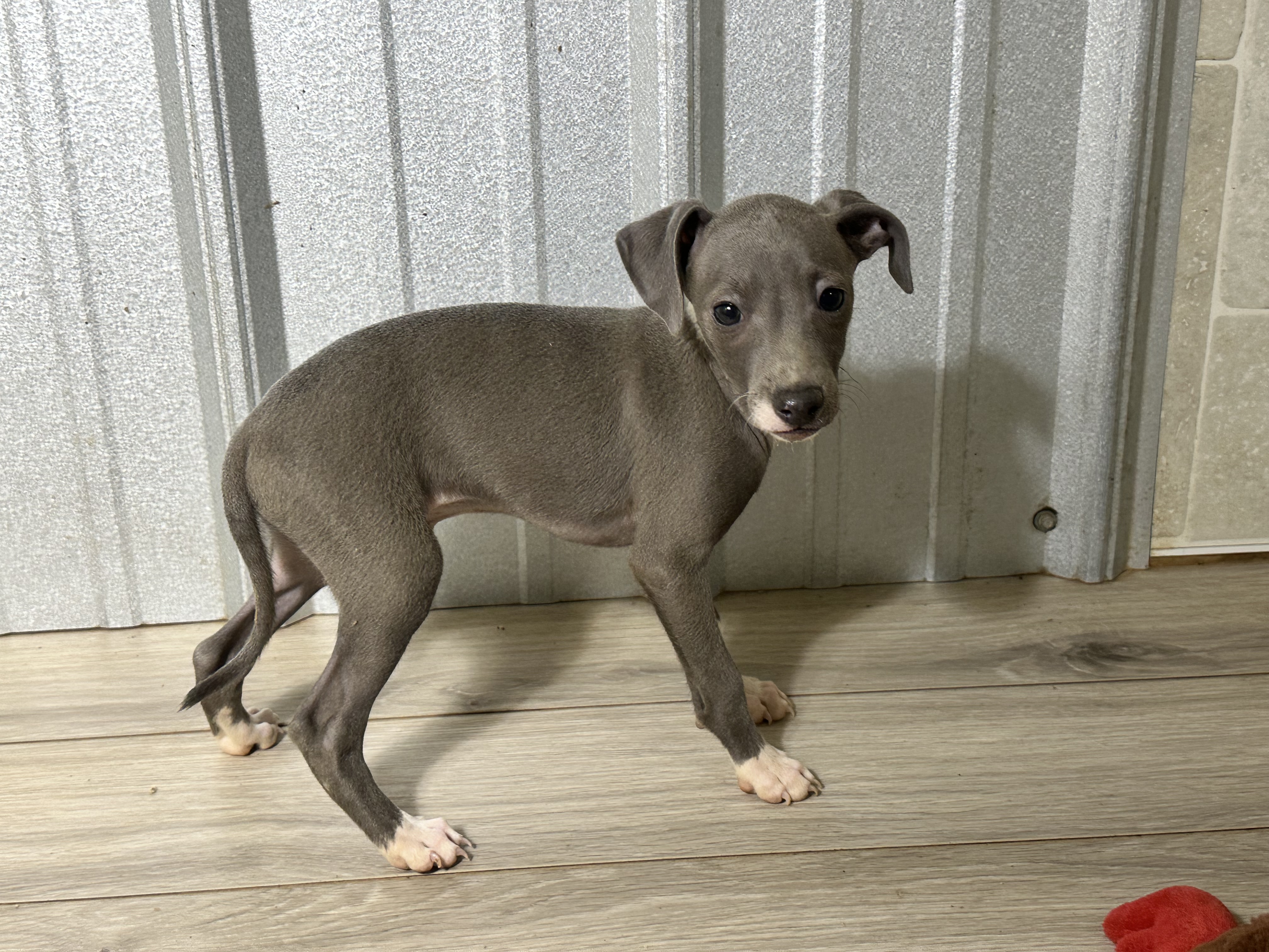 puppy, for, sale, Italian Greyhound, Kimberly  Dildine, dog, breeder, Willow Springs, MO, dog-breeder, puppy-for-sale, forsale, nearby, find, puppyfind, locator, puppylocator, aca