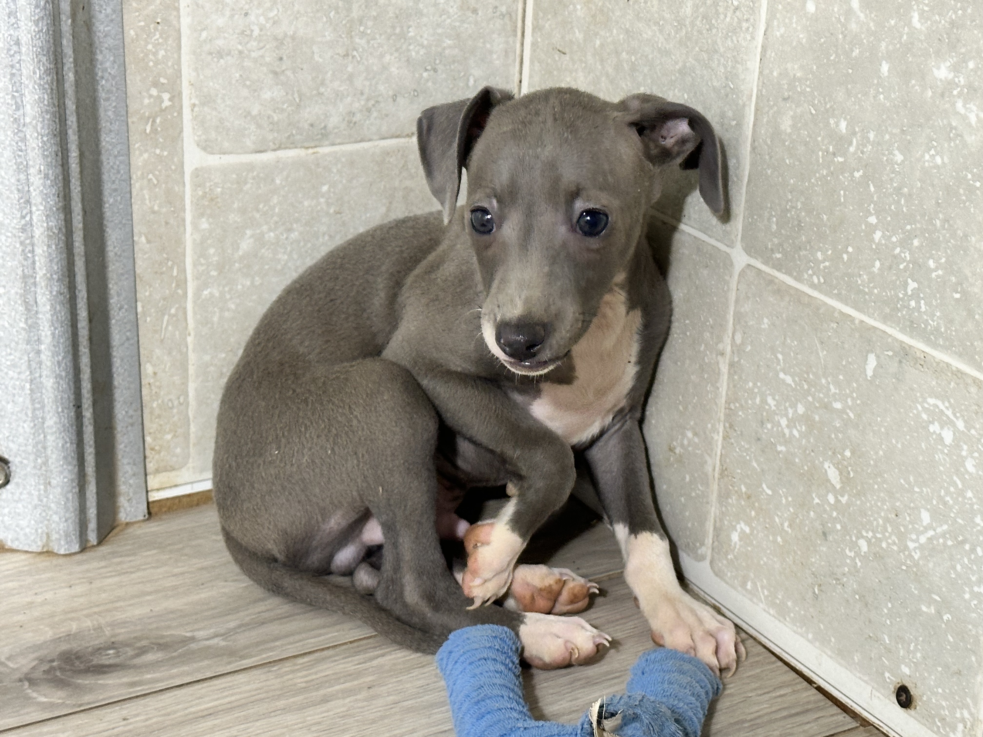 puppy, for, sale, Italian Greyhound, Kimberly  Dildine, dog, breeder, Willow Springs, MO, dog-breeder, puppy-for-sale, forsale, nearby, find, puppyfind, locator, puppylocator, aca