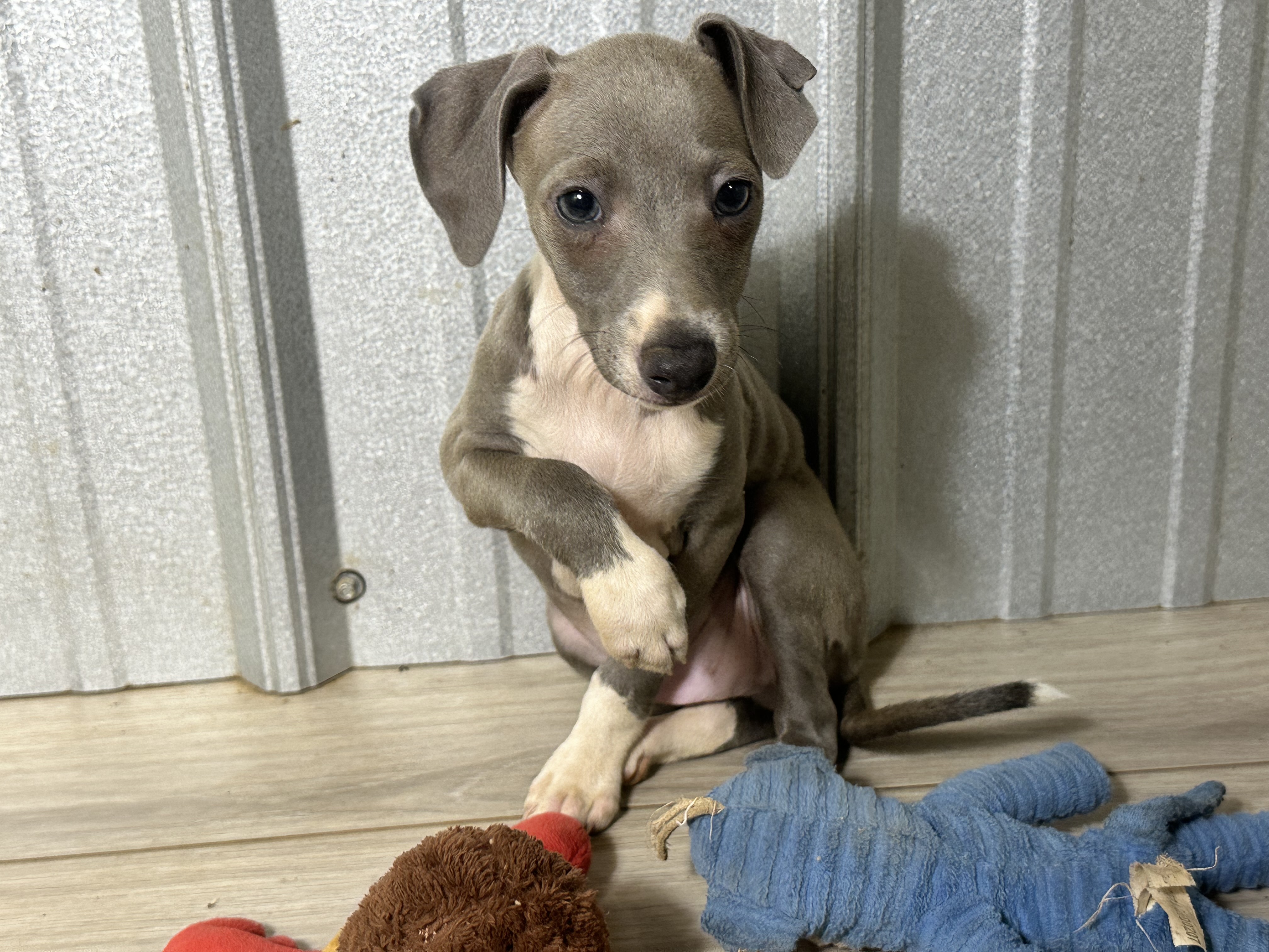 puppy, for, sale, Italian Greyhound, Kimberly  Dildine, dog, breeder, Willow Springs, MO, dog-breeder, puppy-for-sale, forsale, nearby, find, puppyfind, locator, puppylocator, aca