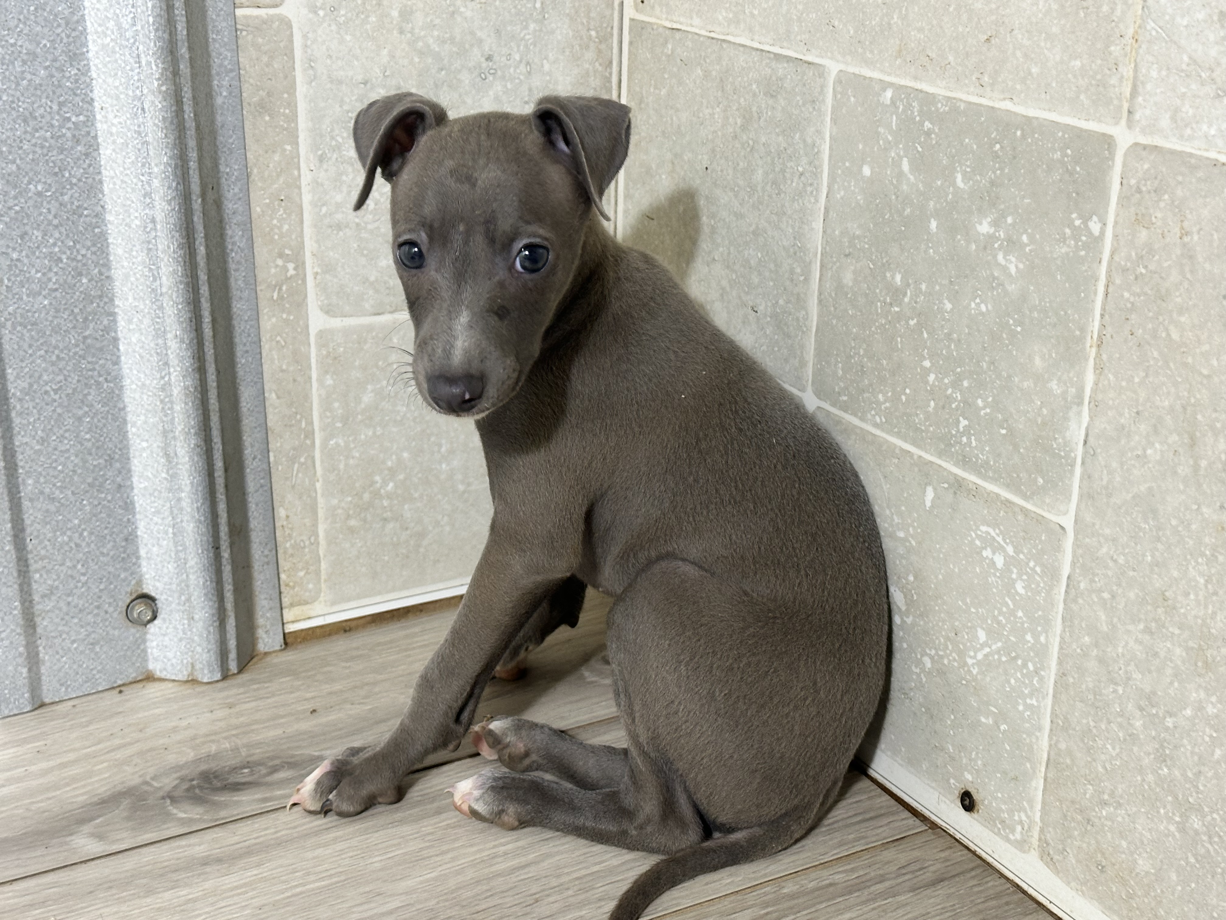 puppy, for, sale, Italian Greyhound, Kimberly  Dildine, dog, breeder, Willow Springs, MO, dog-breeder, puppy-for-sale, forsale, nearby, find, puppyfind, locator, puppylocator, aca