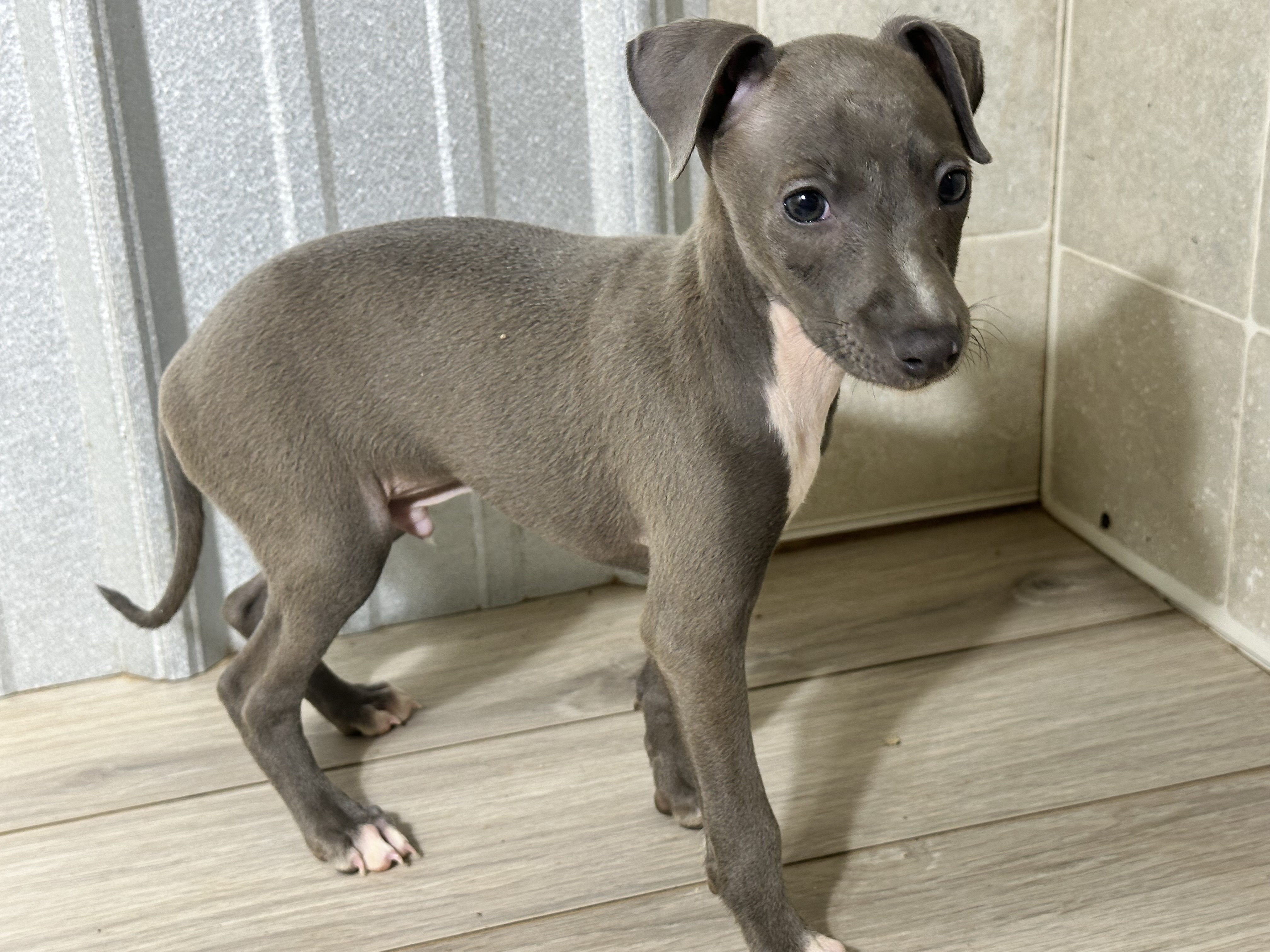 puppy, for, sale, Italian Greyhound, Kimberly  Dildine, dog, breeder, Willow Springs, MO, dog-breeder, puppy-for-sale, forsale, nearby, find, puppyfind, locator, puppylocator, aca