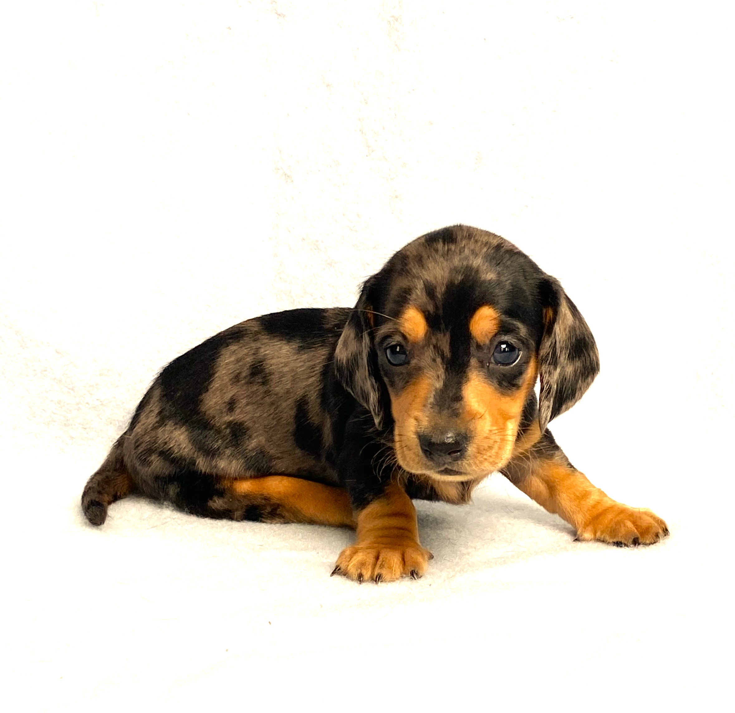 puppy, for, sale, Dachshund,   Little Stream Estates LLC, dog, breeder, Lititz, PA, dog-breeder, puppy-for-sale, forsale, nearby, find, puppyfind, locator, puppylocator, aca