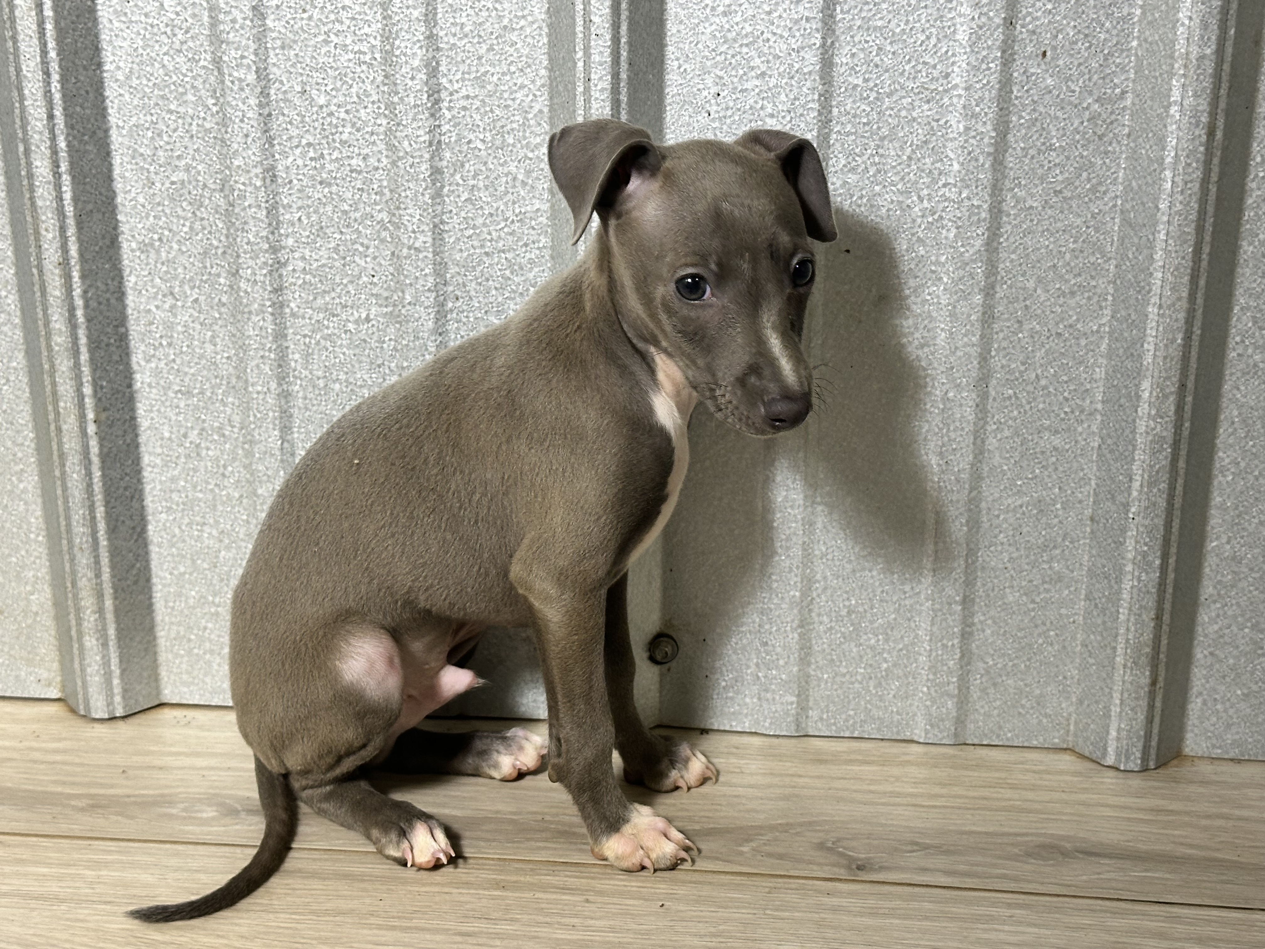 puppy, for, sale, Italian Greyhound, Kimberly  Dildine, dog, breeder, Willow Springs, MO, dog-breeder, puppy-for-sale, forsale, nearby, find, puppyfind, locator, puppylocator, aca