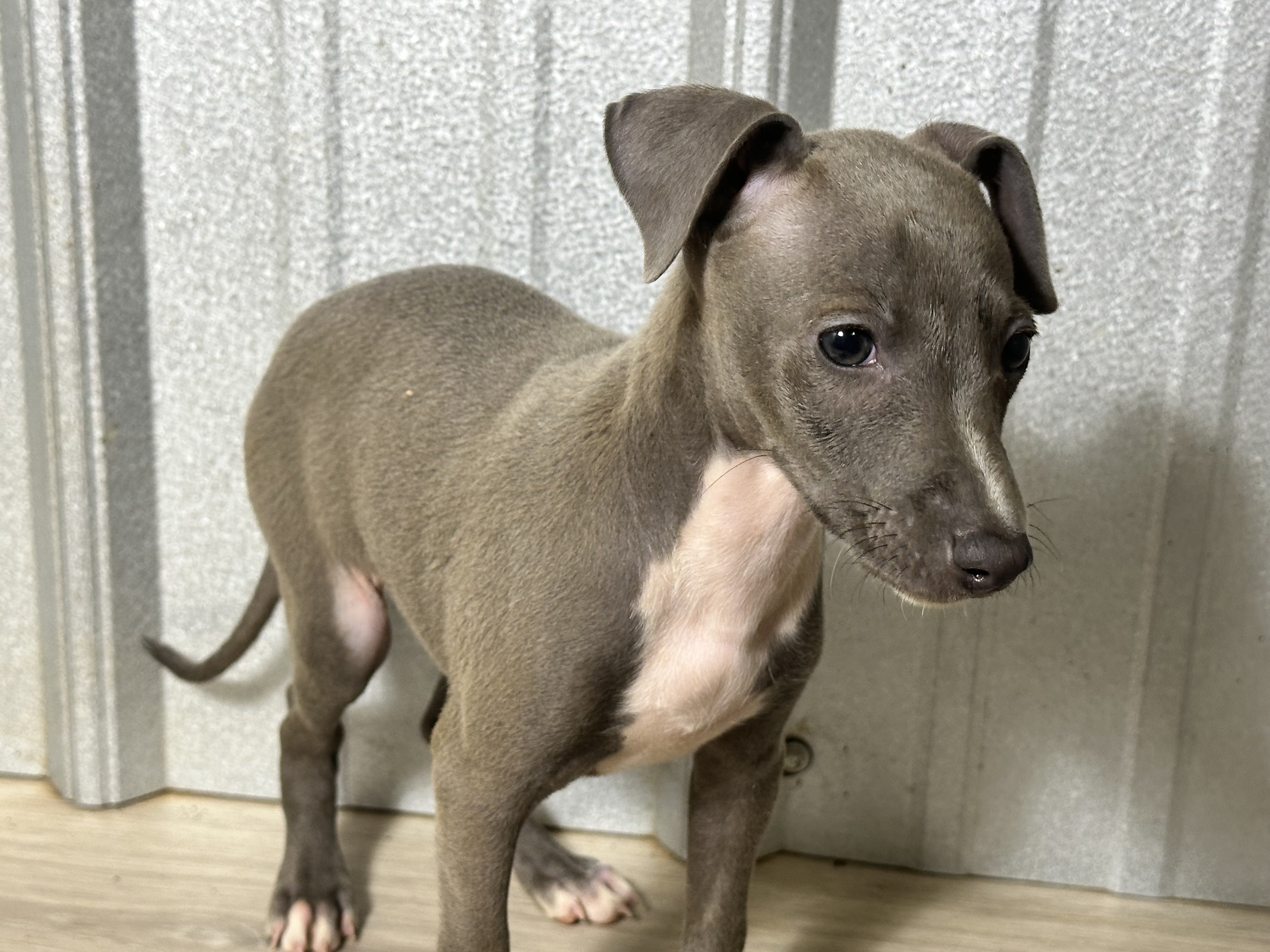 puppy, for, sale, Italian Greyhound, Kimberly  Dildine, dog, breeder, Willow Springs, MO, dog-breeder, puppy-for-sale, forsale, nearby, find, puppyfind, locator, puppylocator, aca