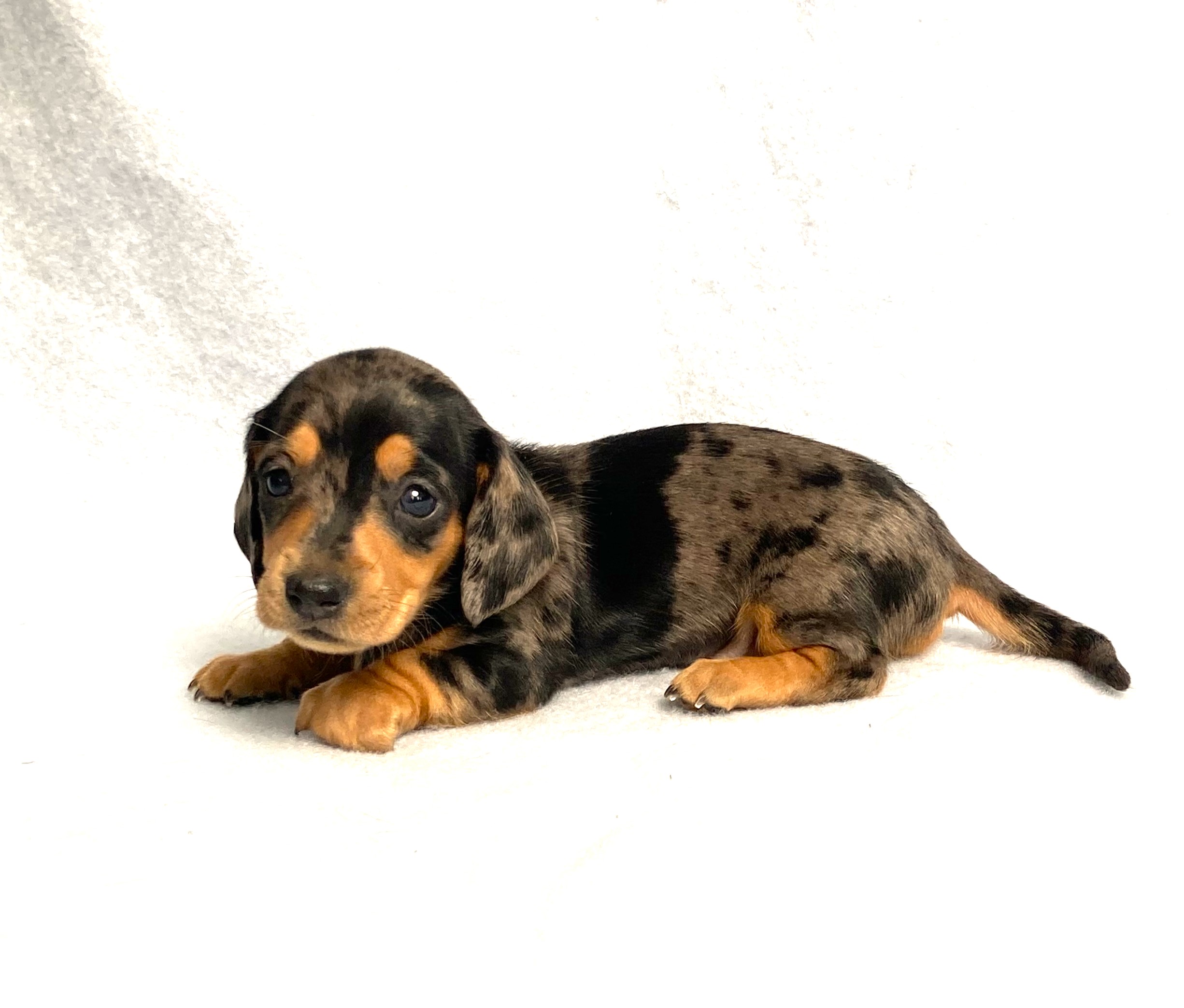 puppy, for, sale, Dachshund,   Little Stream Estates LLC, dog, breeder, Lititz, PA, dog-breeder, puppy-for-sale, forsale, nearby, find, puppyfind, locator, puppylocator, aca