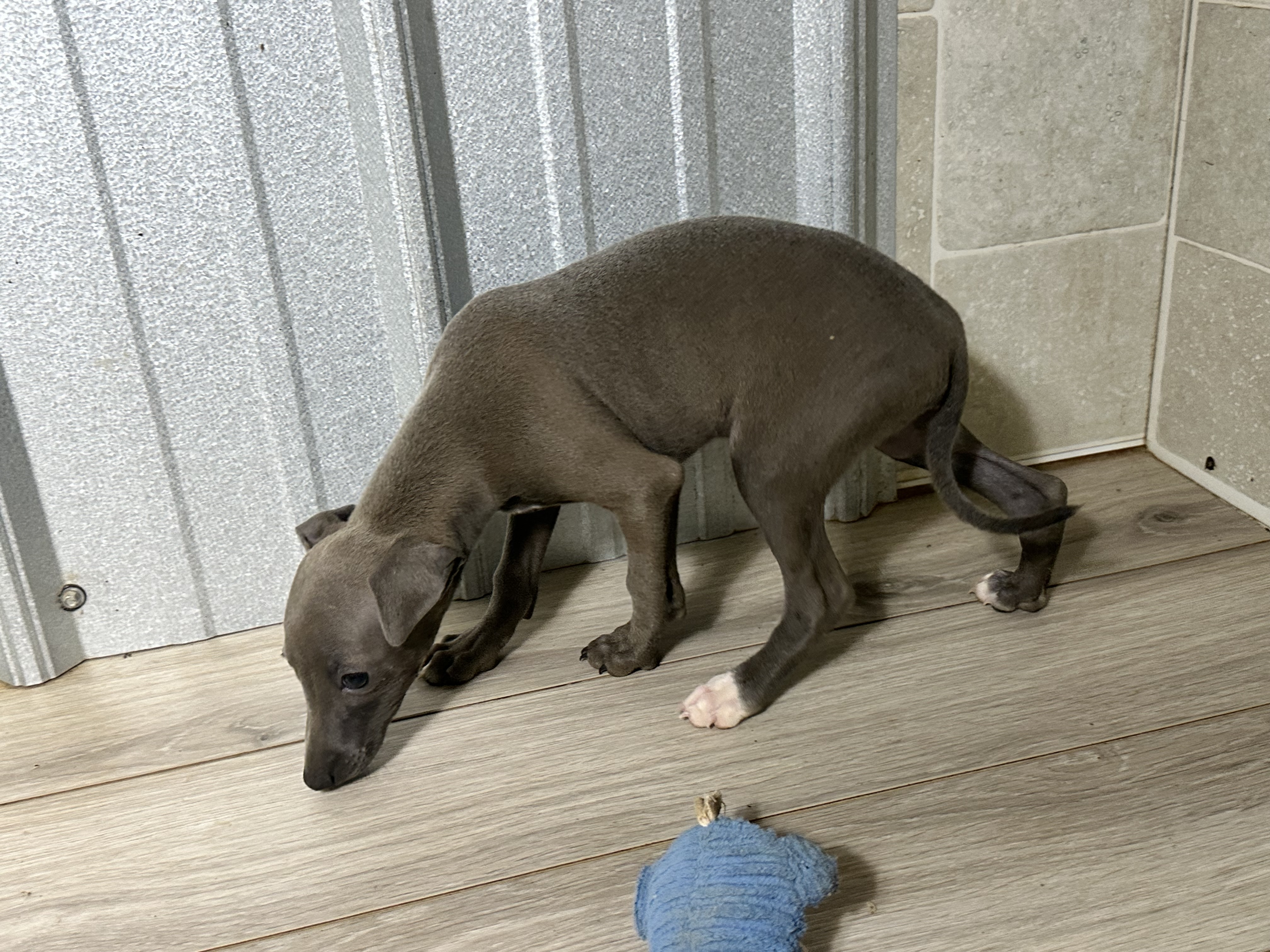 puppy, for, sale, Italian Greyhound, Kimberly  Dildine, dog, breeder, Willow Springs, MO, dog-breeder, puppy-for-sale, forsale, nearby, find, puppyfind, locator, puppylocator, aca