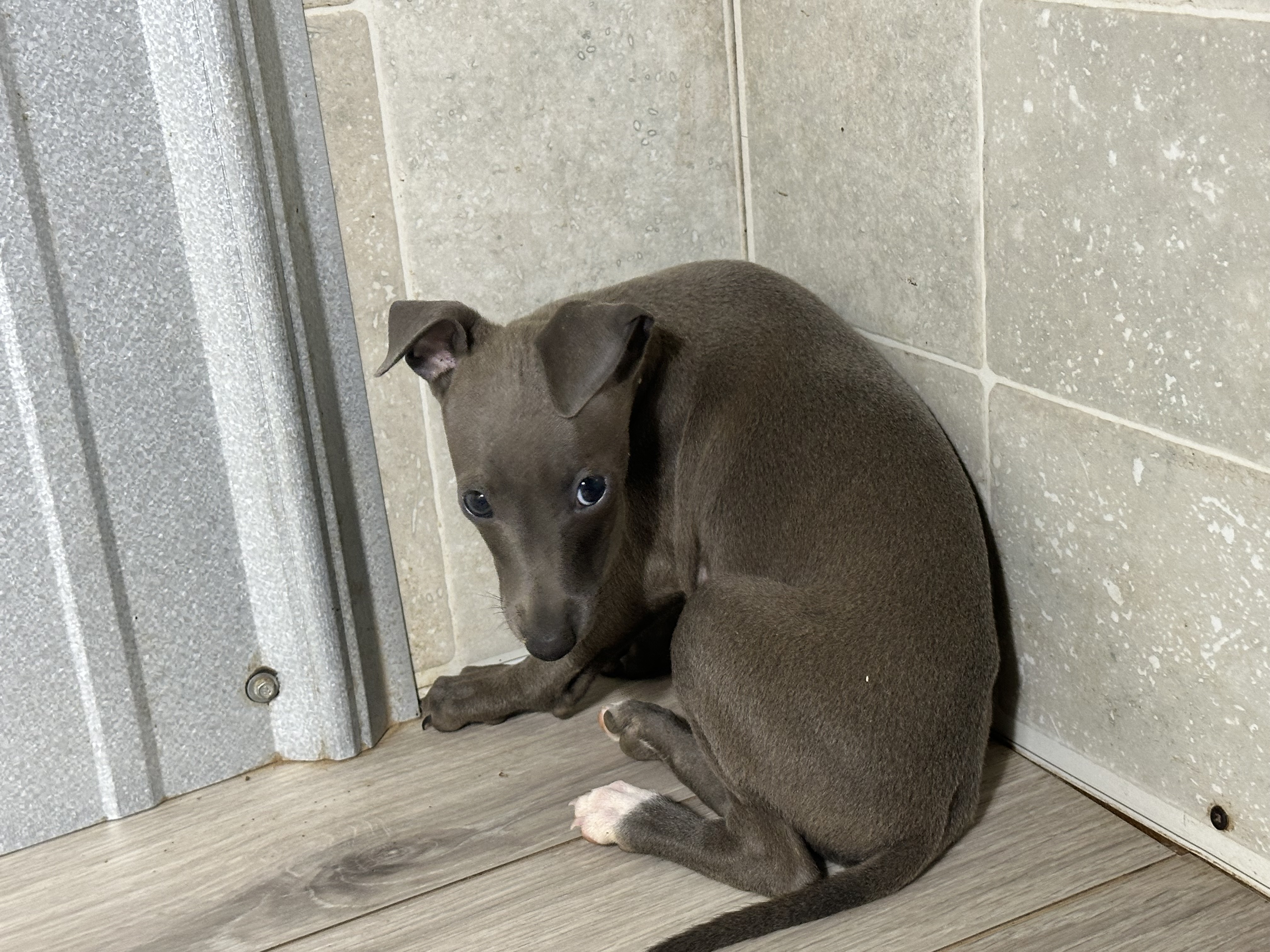 puppy, for, sale, Italian Greyhound, Kimberly  Dildine, dog, breeder, Willow Springs, MO, dog-breeder, puppy-for-sale, forsale, nearby, find, puppyfind, locator, puppylocator, aca