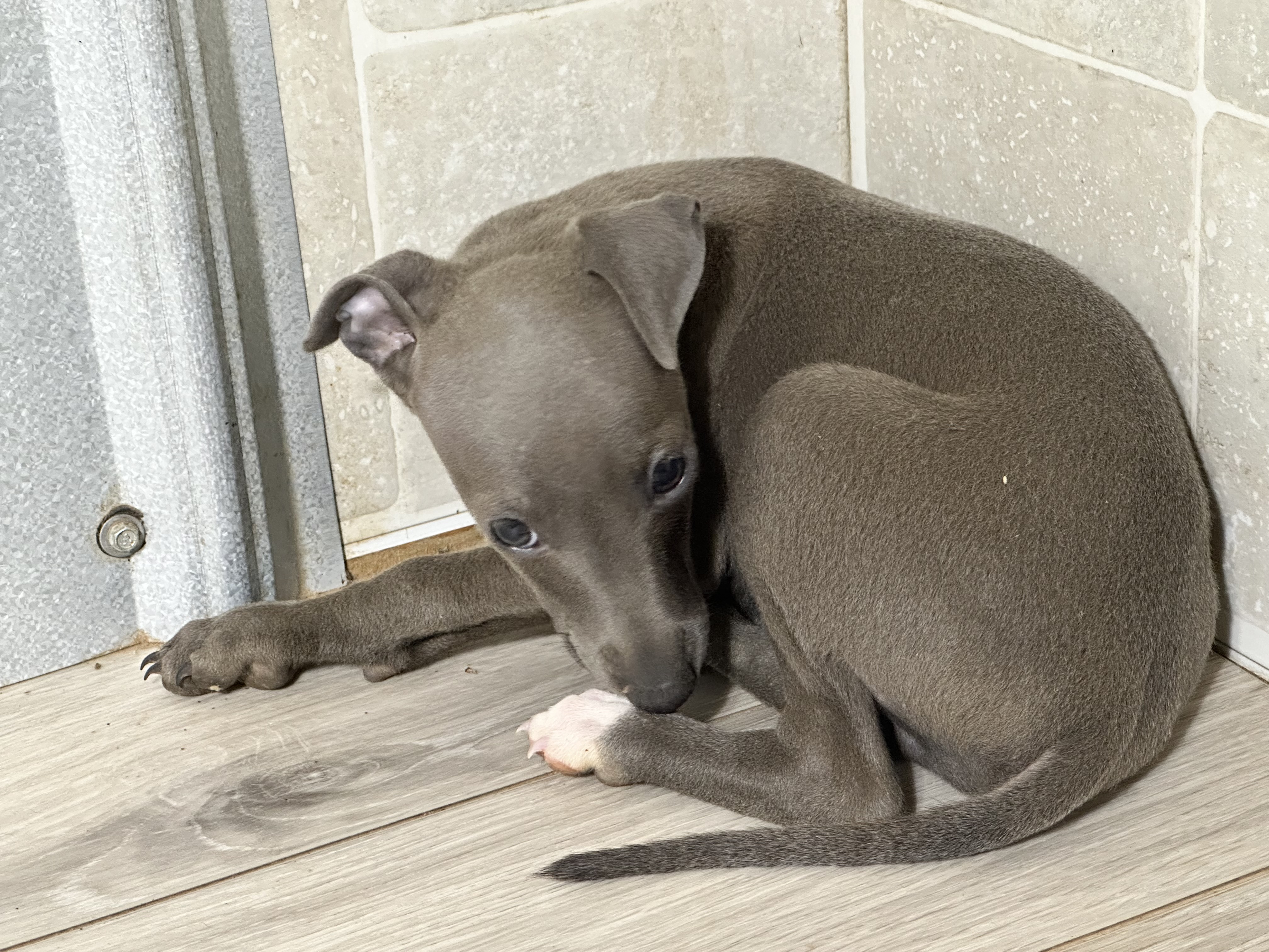 puppy, for, sale, Italian Greyhound, Kimberly  Dildine, dog, breeder, Willow Springs, MO, dog-breeder, puppy-for-sale, forsale, nearby, find, puppyfind, locator, puppylocator, aca