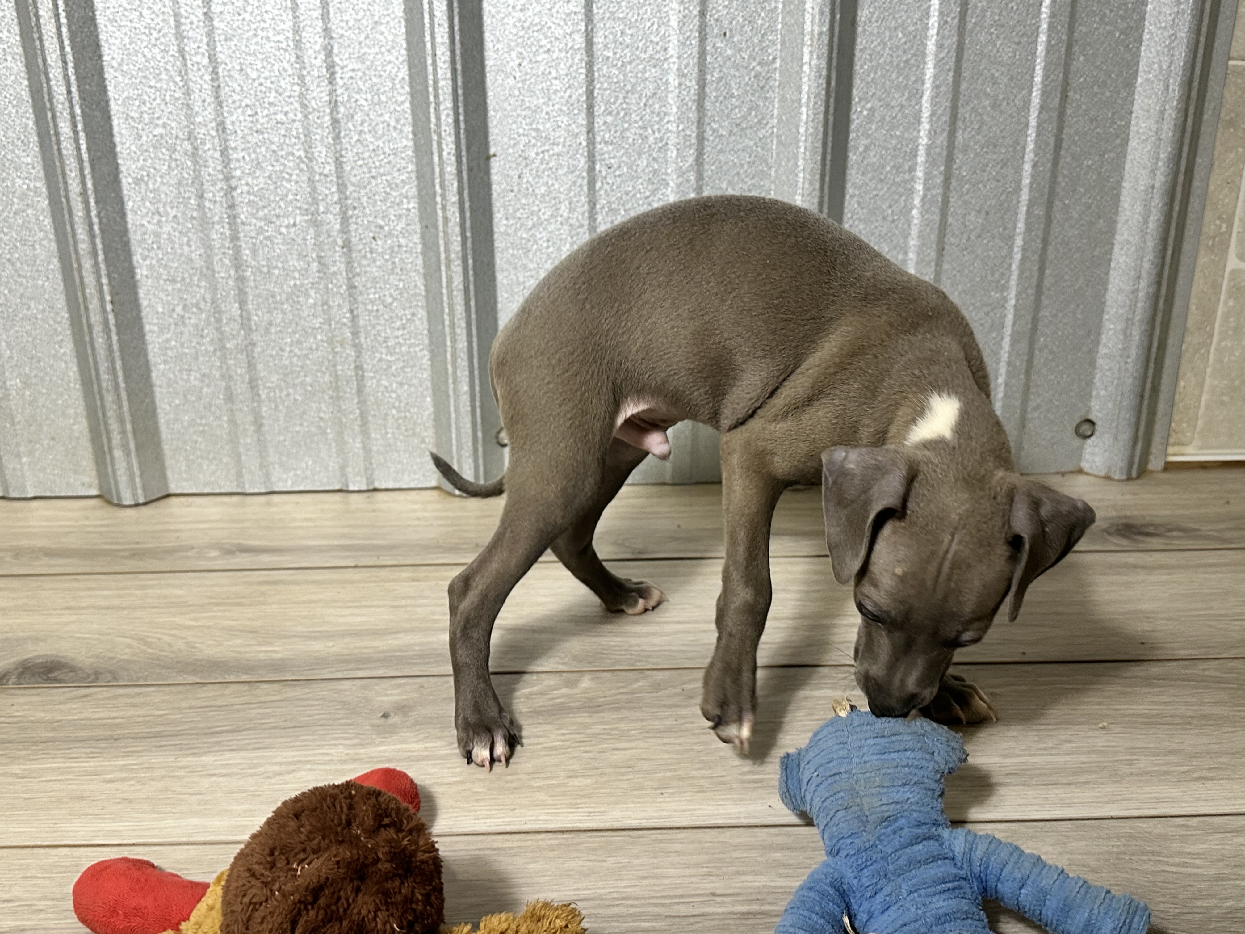 puppy, for, sale, Italian Greyhound, Kimberly  Dildine, dog, breeder, Willow Springs, MO, dog-breeder, puppy-for-sale, forsale, nearby, find, puppyfind, locator, puppylocator, aca