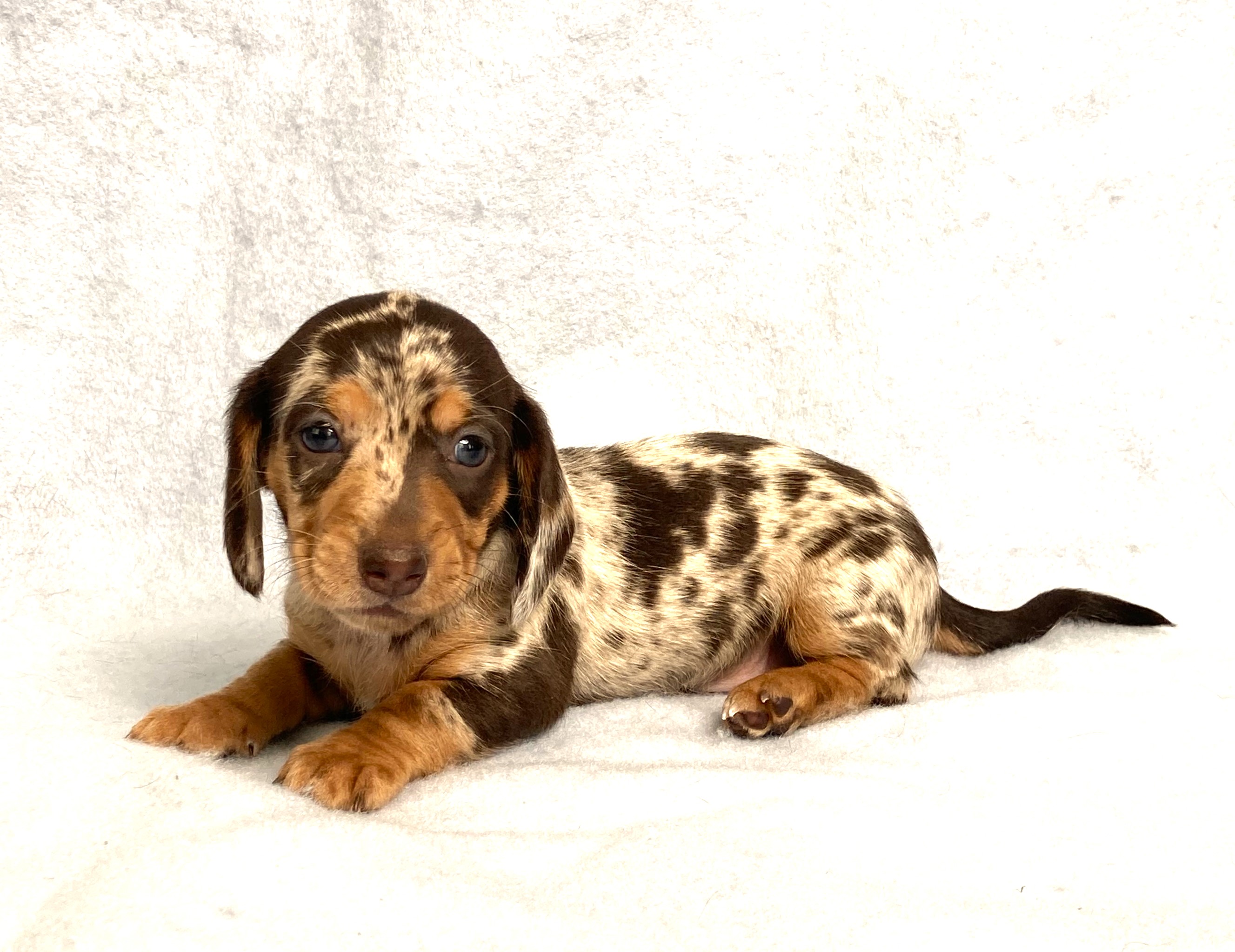 puppy, for, sale, Dachshund,   Little Stream Estates LLC, dog, breeder, Lititz, PA, dog-breeder, puppy-for-sale, forsale, nearby, find, puppyfind, locator, puppylocator, aca