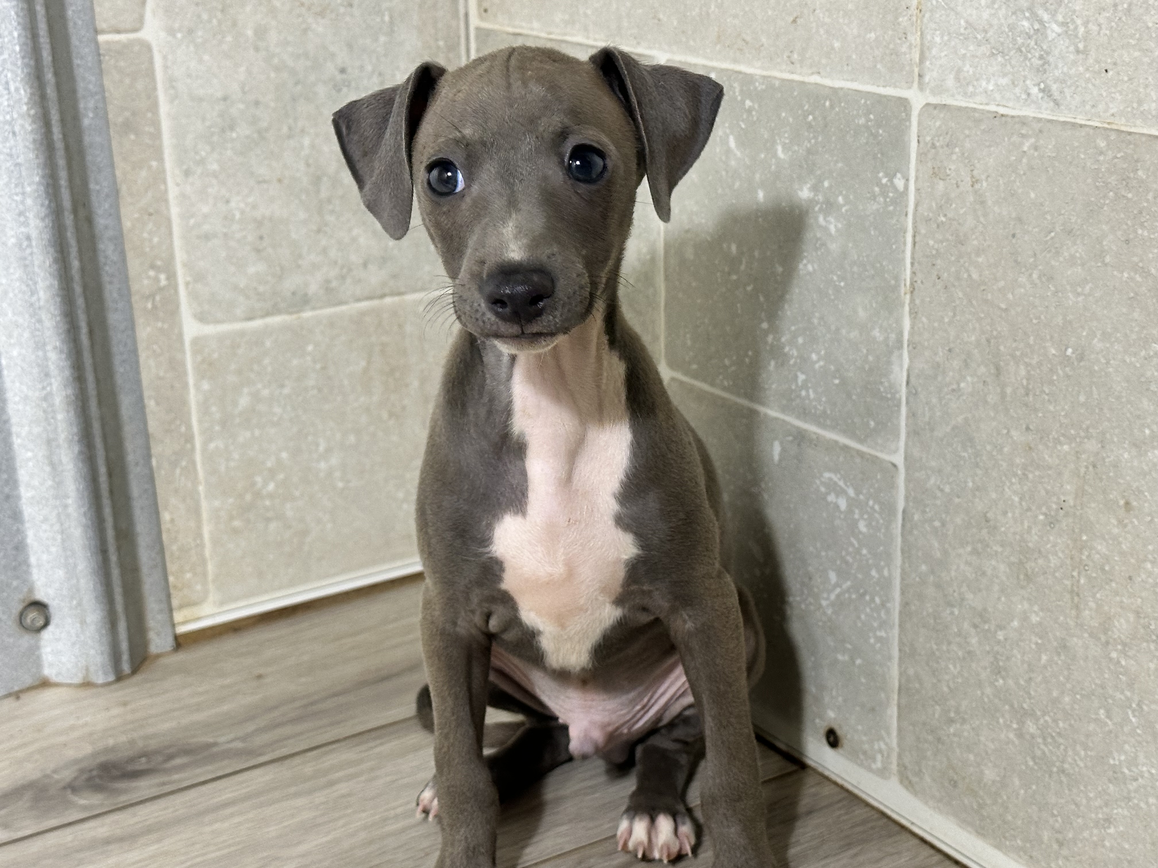 puppy, for, sale, Italian Greyhound, Kimberly  Dildine, dog, breeder, Willow Springs, MO, dog-breeder, puppy-for-sale, forsale, nearby, find, puppyfind, locator, puppylocator, aca