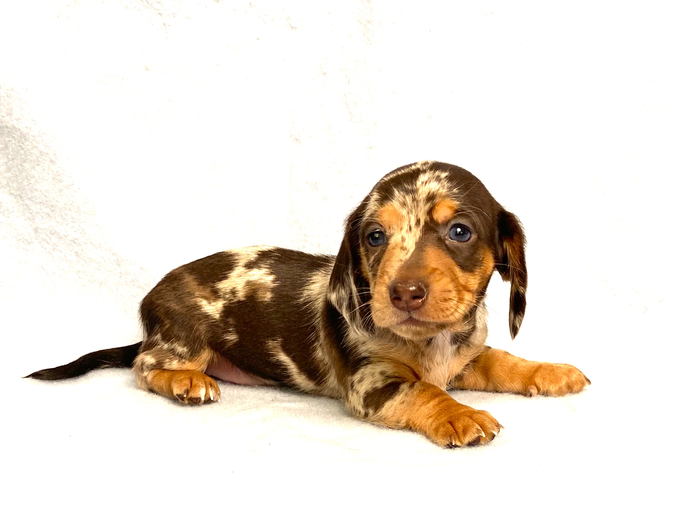 puppy, for, sale, Dachshund,   Little Stream Estates LLC, dog, breeder, Lititz, PA, dog-breeder, puppy-for-sale, forsale, nearby, find, puppyfind, locator, puppylocator, aca